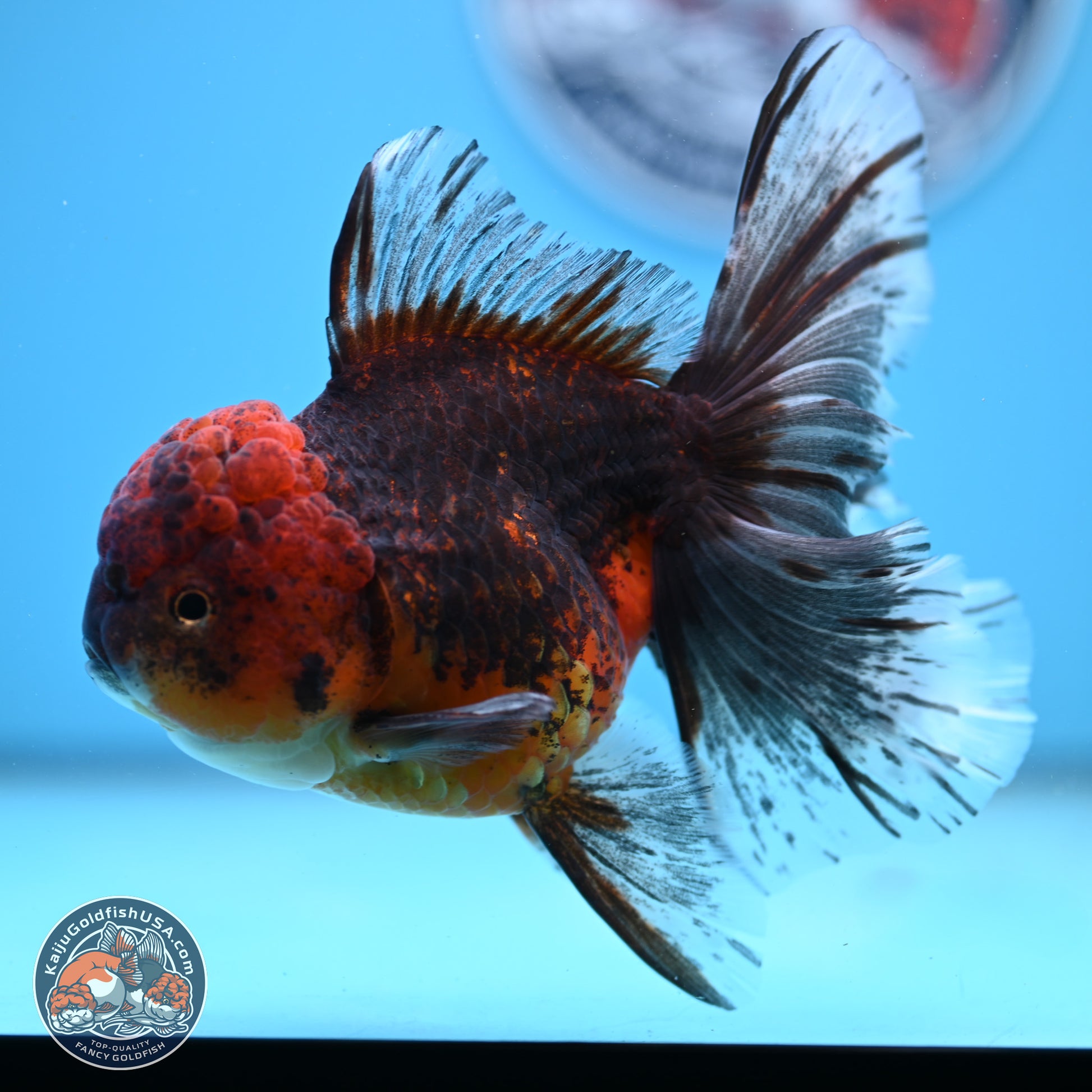 Red Kirin Rose Tail Oranda 6.5 inches - Female (241206_OR08) - Kaiju Goldfish USA