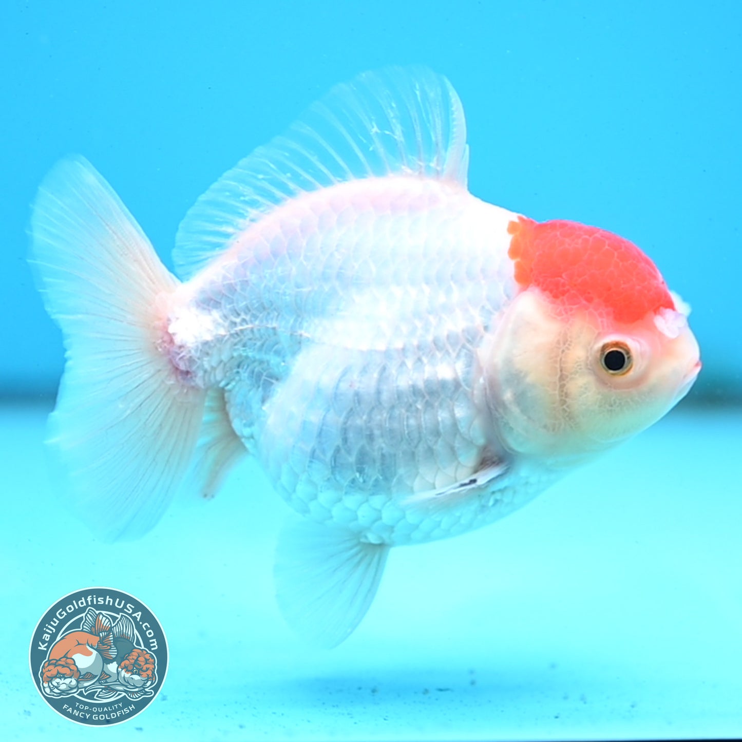Shogun Tancho Oranda 4 inches Body - Female (250418_OR08)