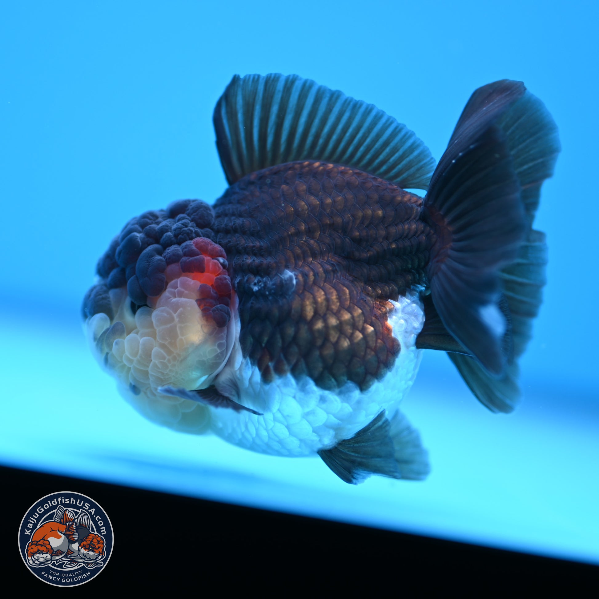 Tricolor Oranda 3 inches Body - Female (241227_OR08) - Kaiju Goldfish USA