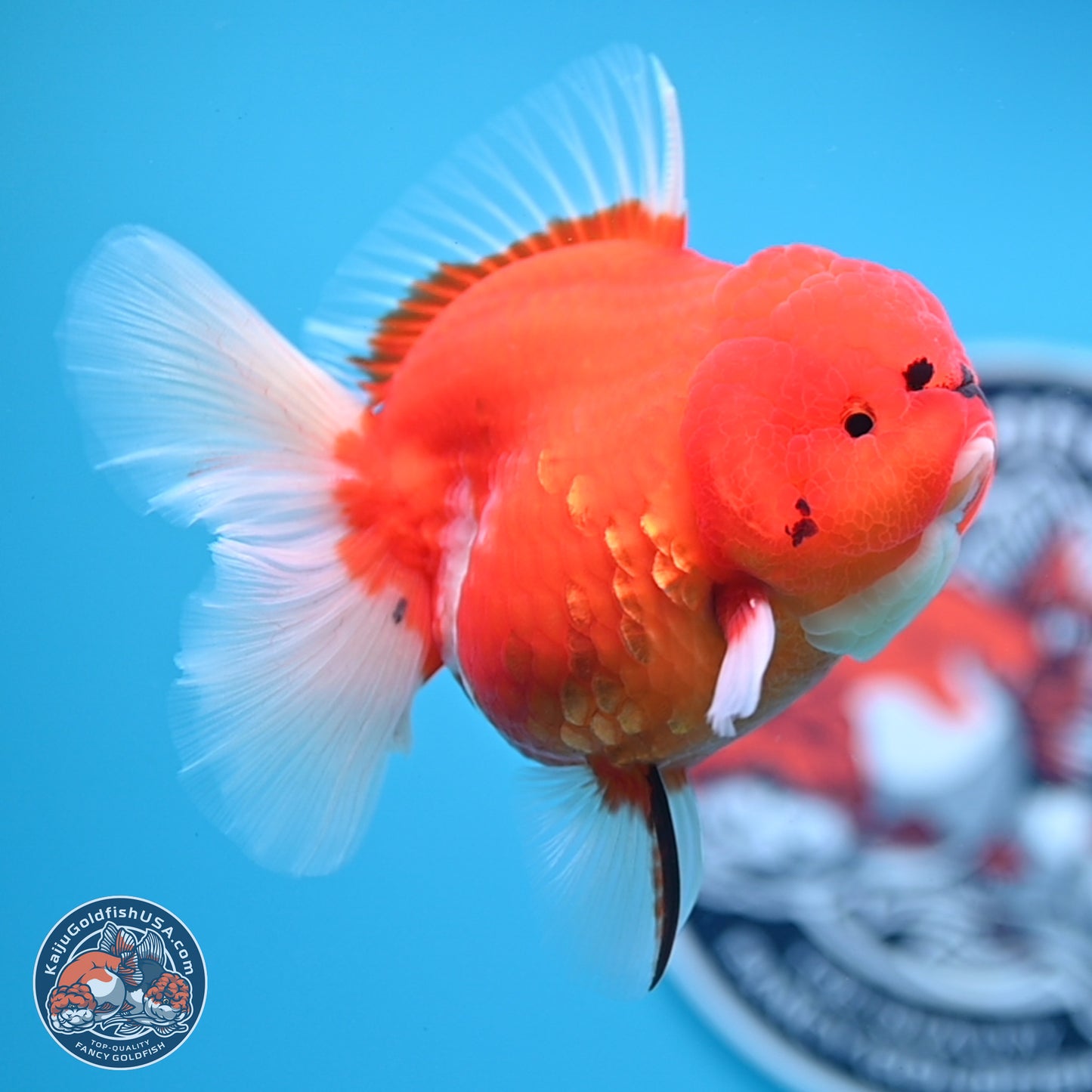 Tiger Rose Tail Oranda 3.5 inches Body - Female (250221_OR08)