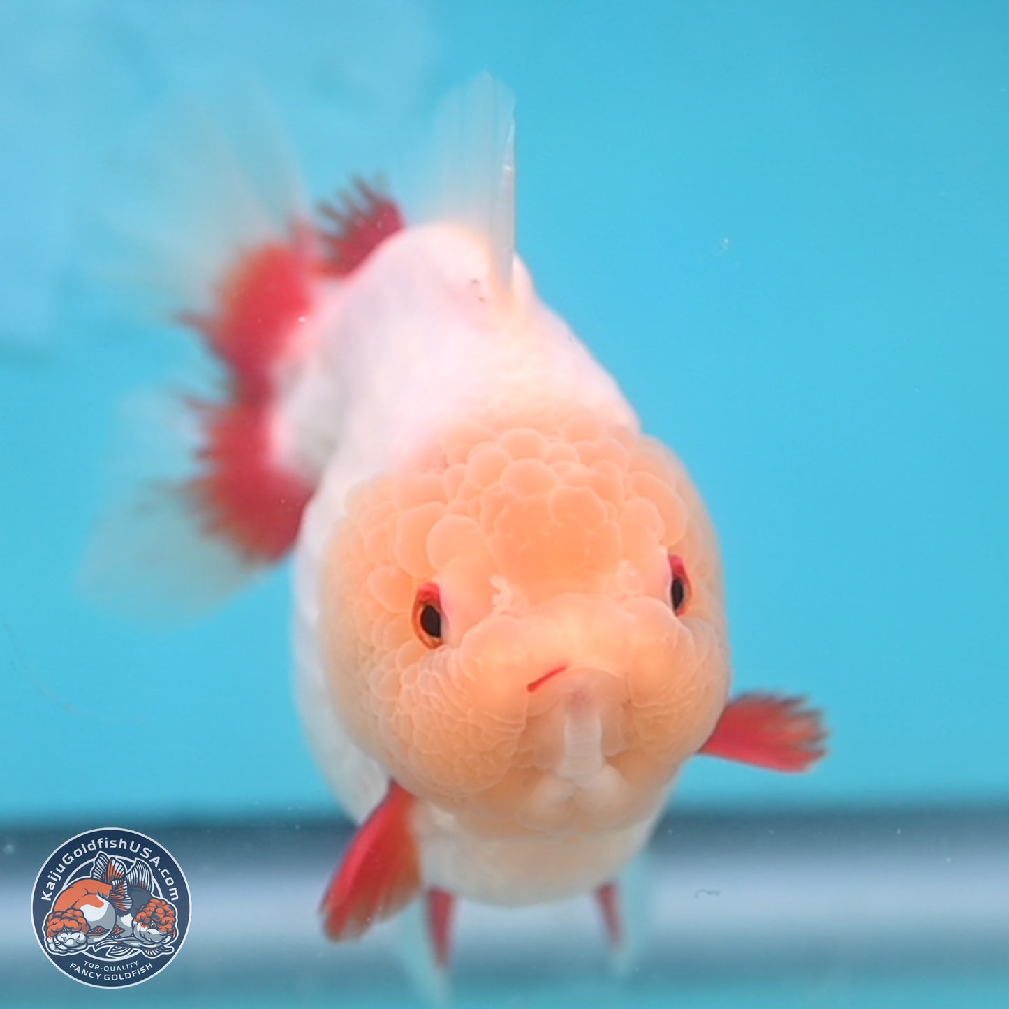 Jade Head Red White YuanBao Oranda 4 inches Body - Female (250131_OR08)