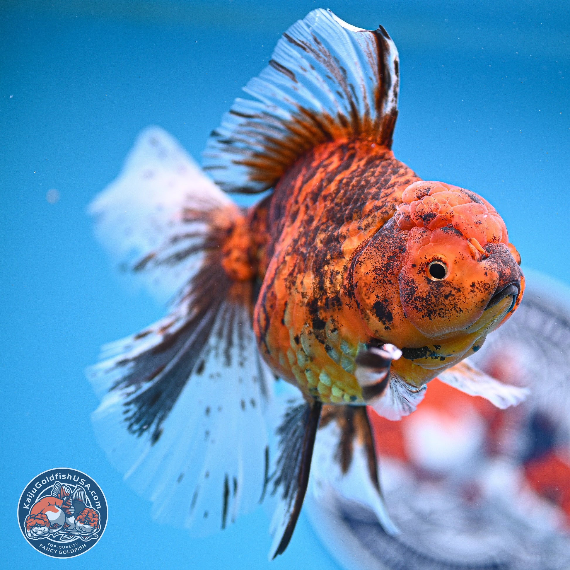 Tiger Butterfly Tail Oranda 7 inches - Female (241129_OR08) - Kaiju Goldfish USA