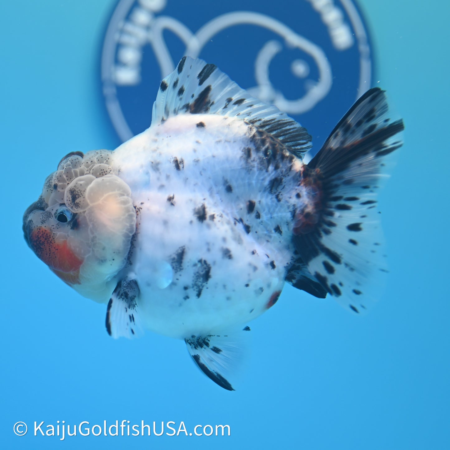 Shogun Godzilla Calico Oranda 3.5in Body (240614_OR08) - Kaiju Goldfish USA