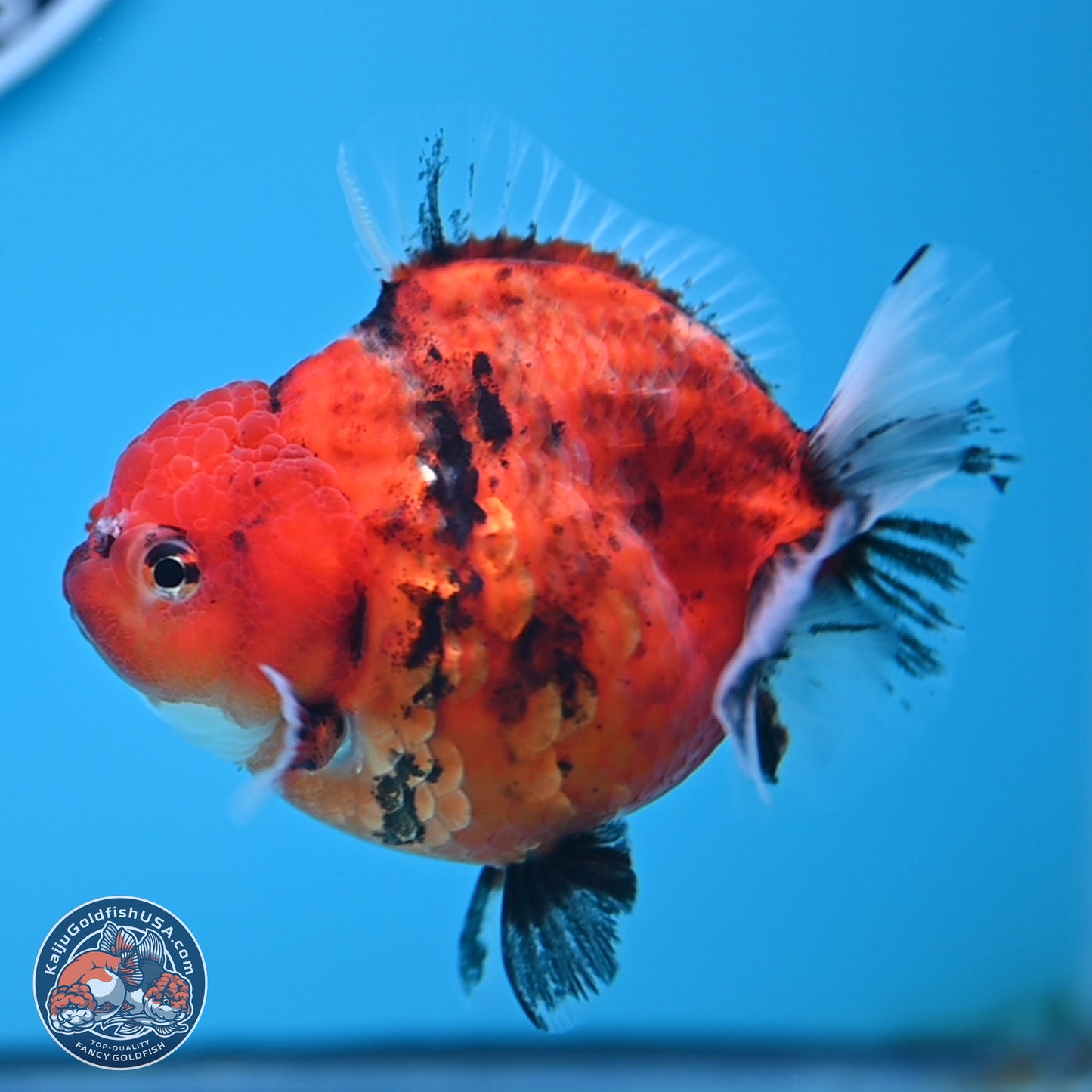 Shogun Tiger Oranda 3.75 inches Body - Female (250207_OR08)