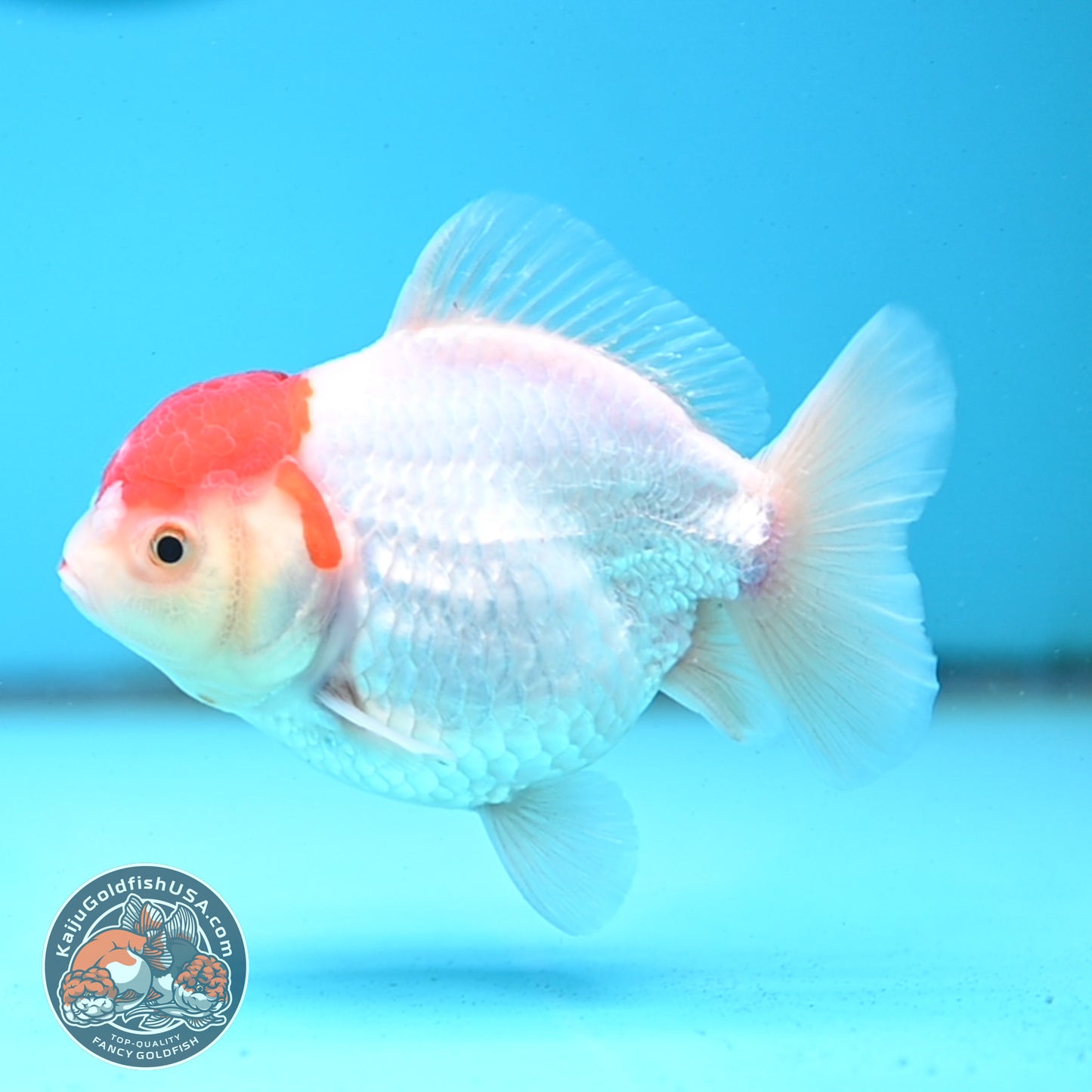 Shogun Tancho Oranda 4 inches Body - Female (250418_OR08)