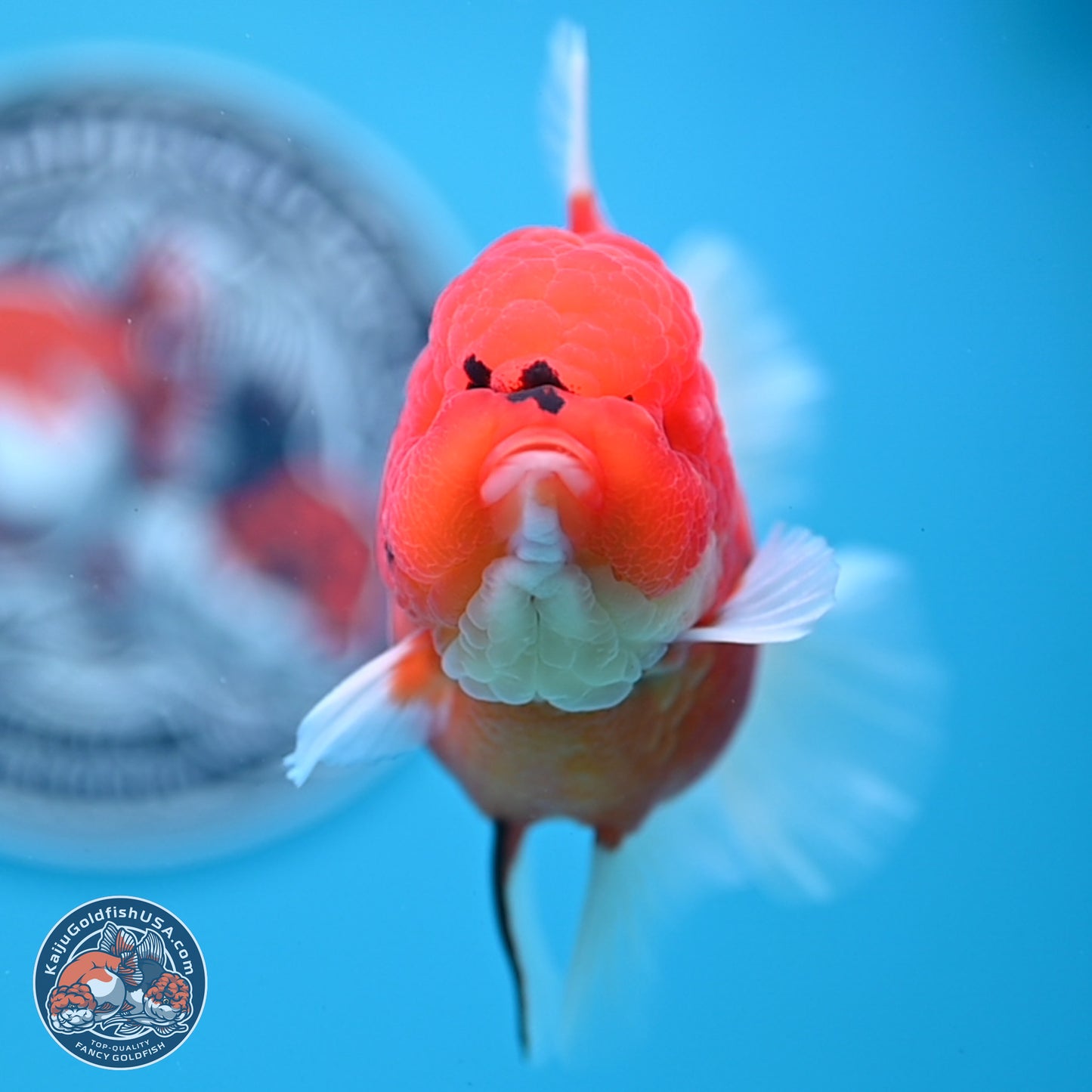 Tiger Rose Tail Oranda 3.5 inches Body - Female (250221_OR08)