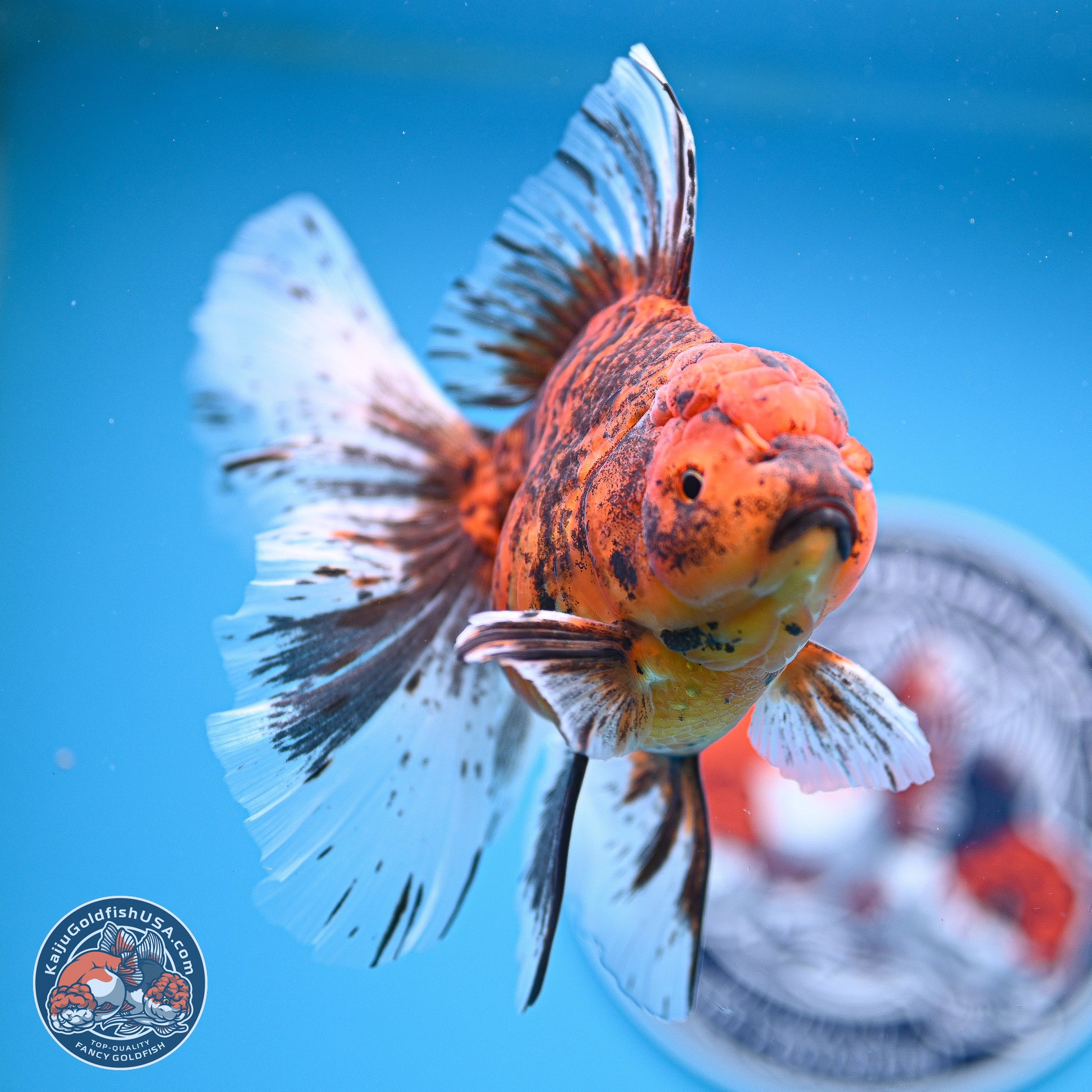 Tiger Butterfly Tail Oranda 7 inches - Female (241129_OR08) - Kaiju Goldfish USA