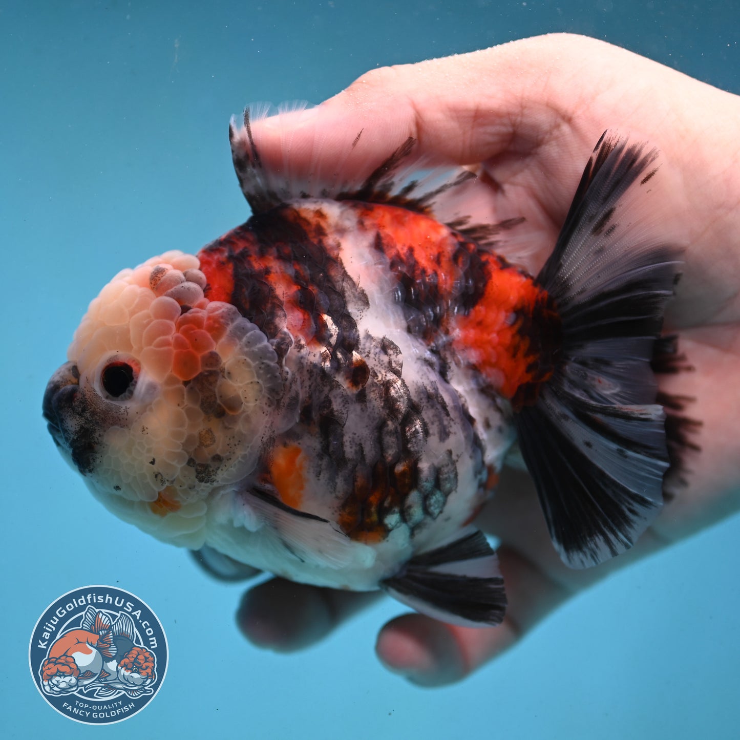Tricolor Tiger Oranda 4 inch Body (251003_OR08)