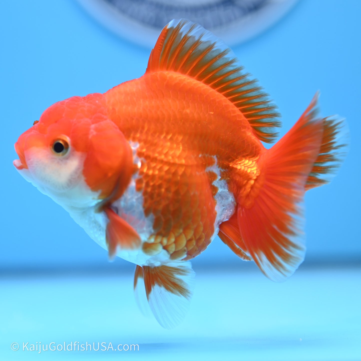 Shogun Godzilla Red White Oranda 3.5in Body (240719_OR08) - Kaiju Goldfish USA