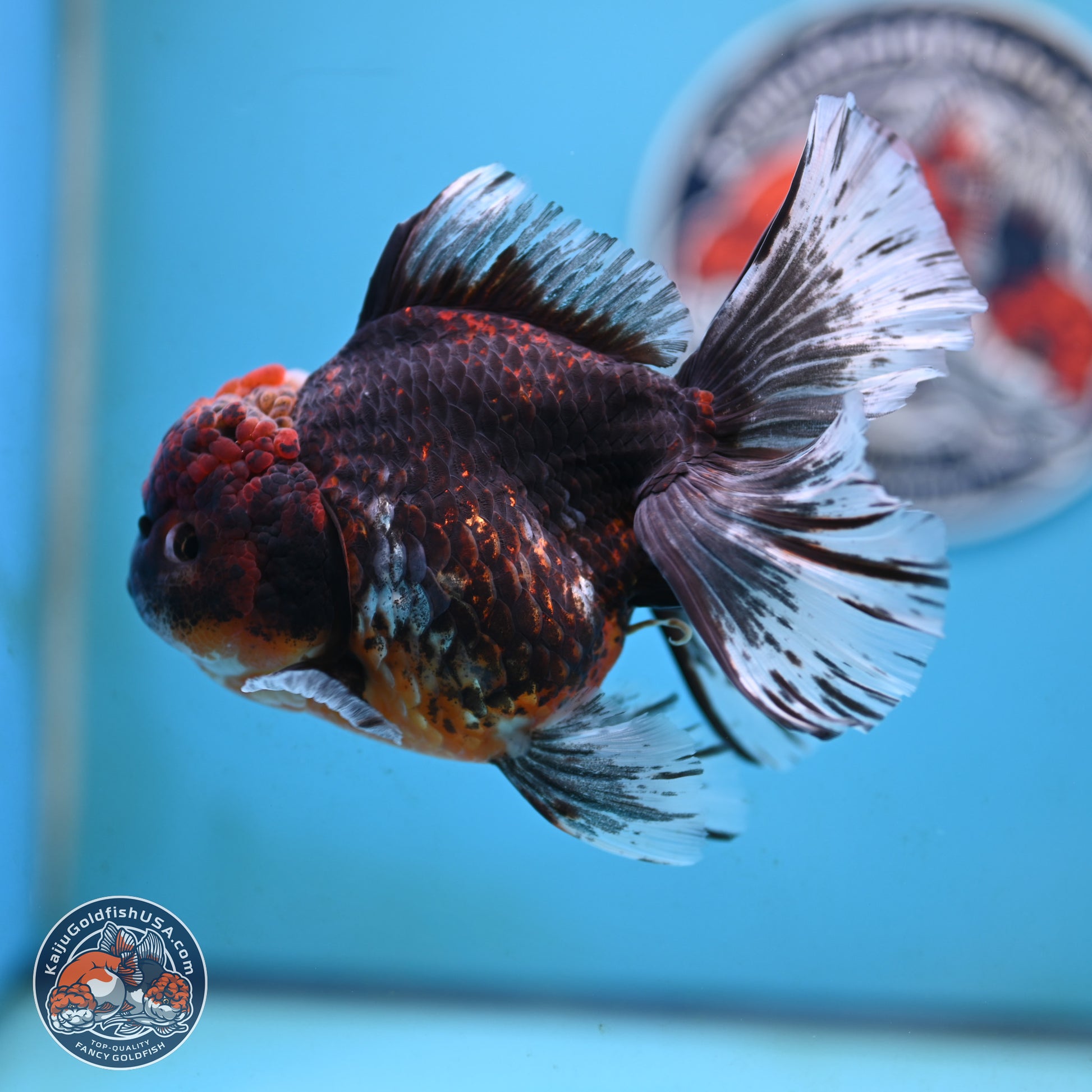 Red Kirin Rose Tail Oranda 4 inches Body - Female (250117_OR08) - Kaiju Goldfish USA