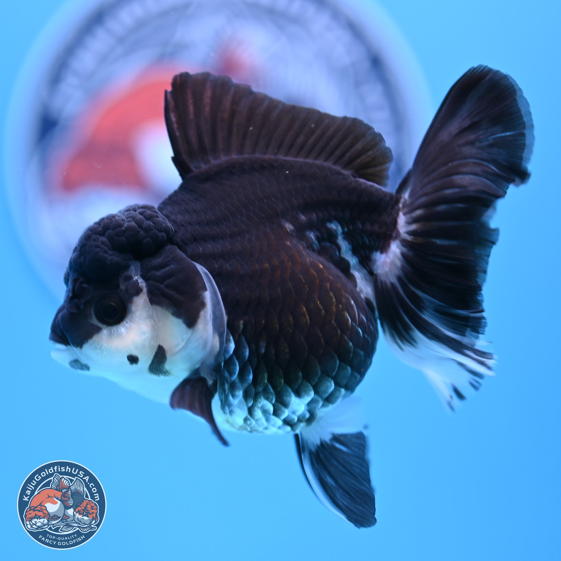 Panda Rose Tail Oranda 3.5in body (240809_OR08) - Kaiju Goldfish USA