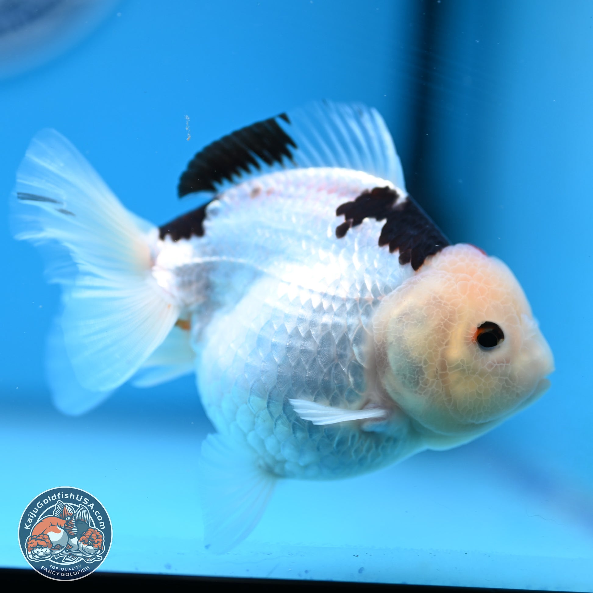 Panda Oranda 3.5-4.5 inches (240913_OR08) - Kaiju Goldfish USA