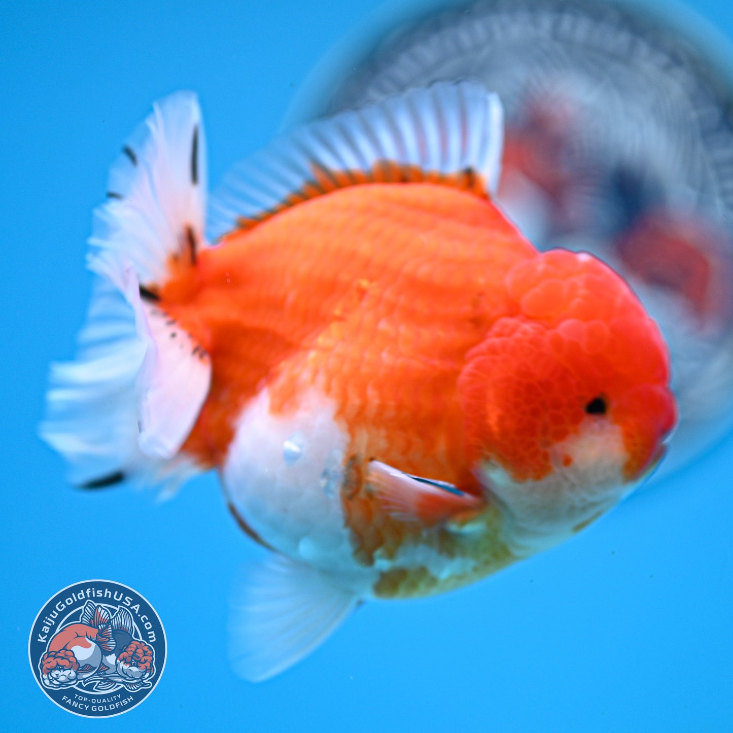 Tricolor Sakura YuanBao Oranda 3.7 inches Body (250516_OR08)