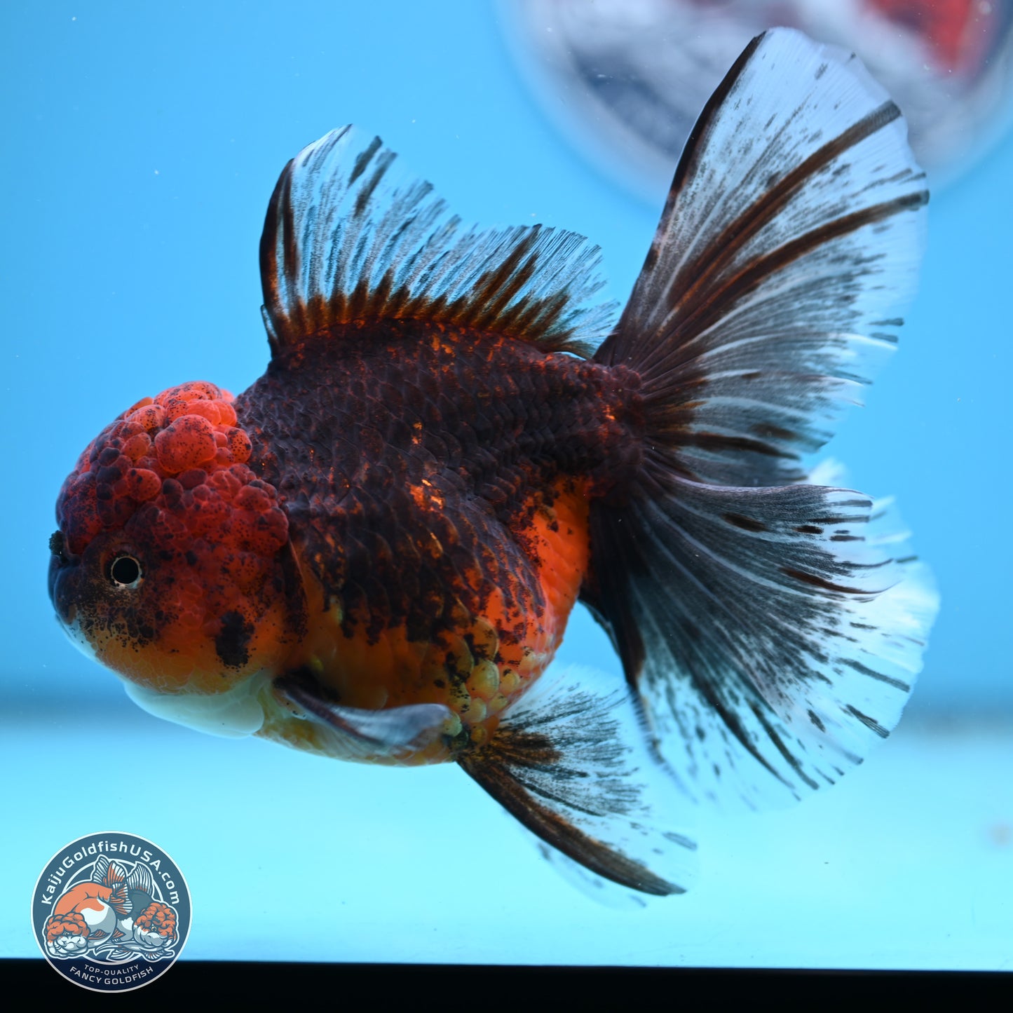 Red Kirin Rose Tail Oranda 6.5 inches - Female (241206_OR08) - Kaiju Goldfish USA