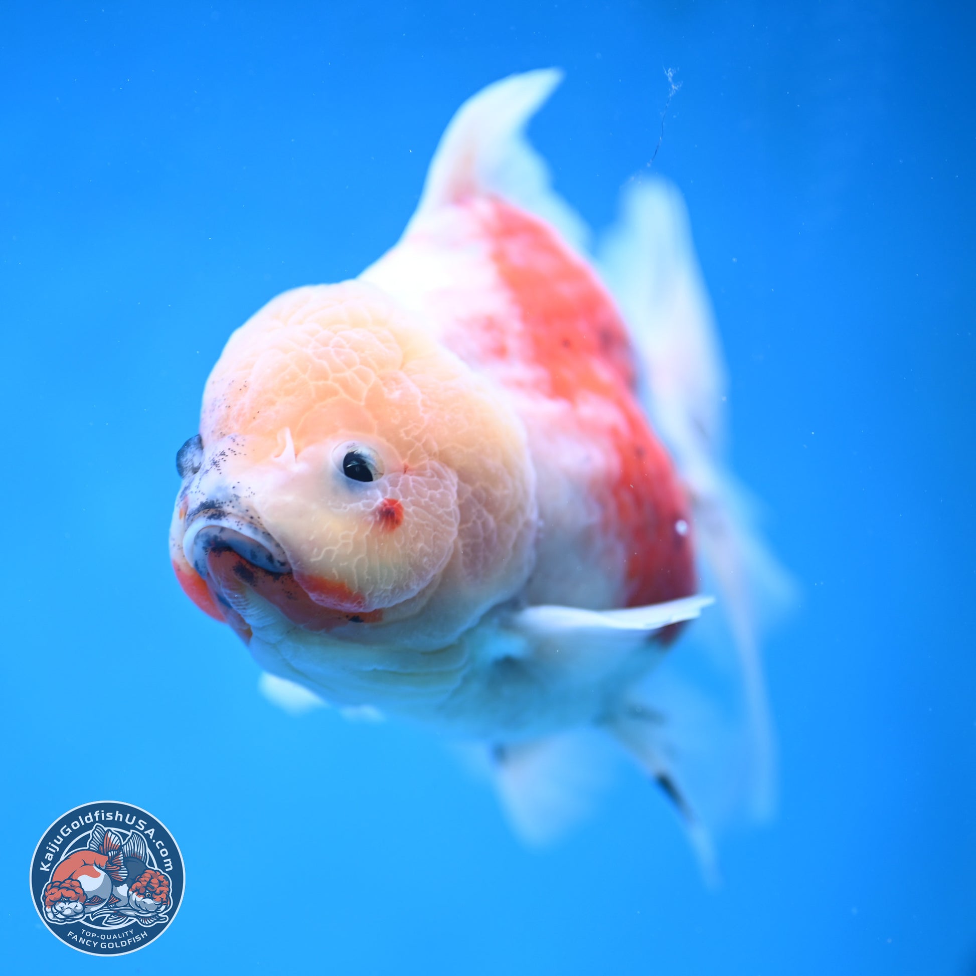 Calico Rose Tail Oranda 5.5 inches - Female (241115_OR08) - Kaiju Goldfish USA