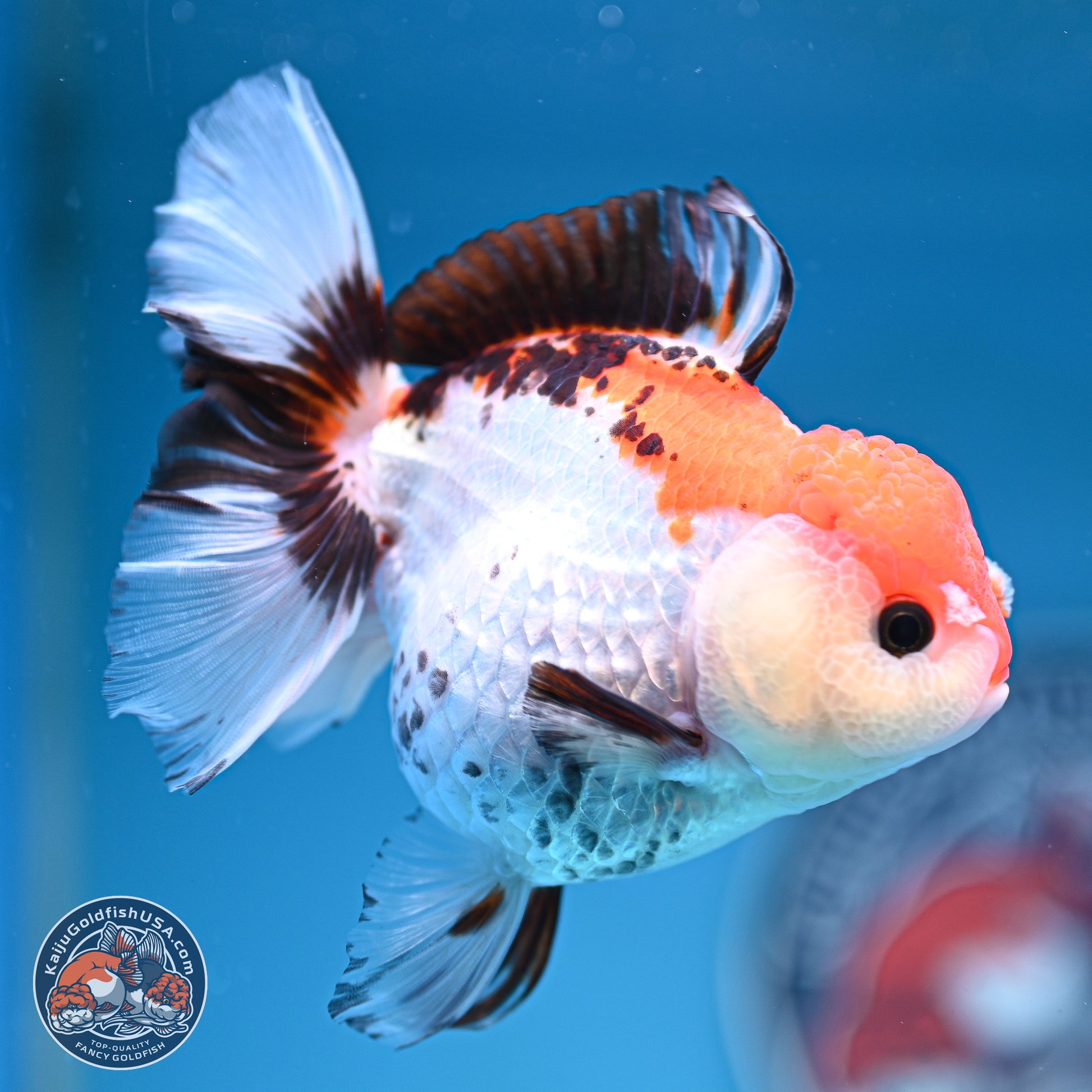 Tricolor Rose Tail Oranda 5.5 inches (241101_OR08) - Kaiju Goldfish USA