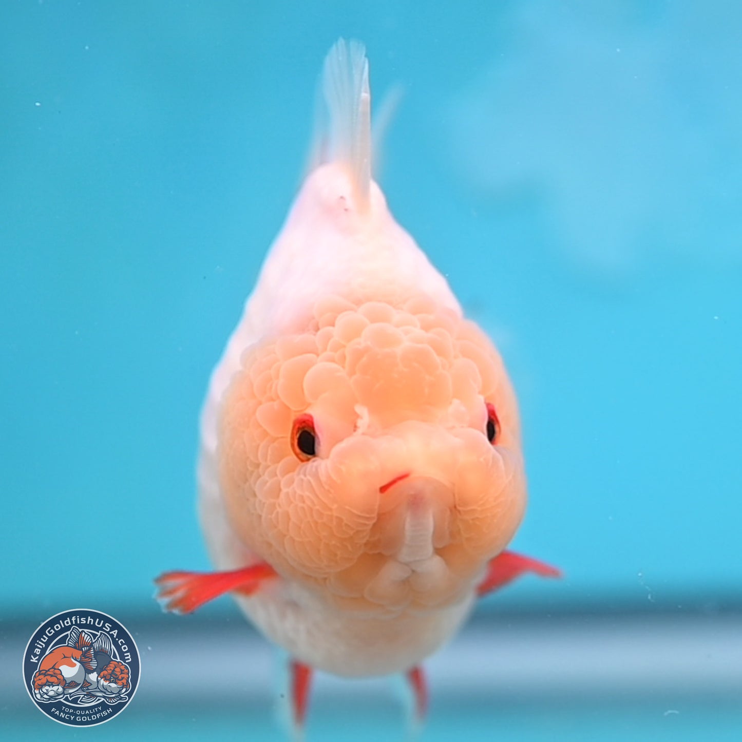 Jade Head Red White YuanBao Oranda 4 inches Body - Female (250131_OR08)