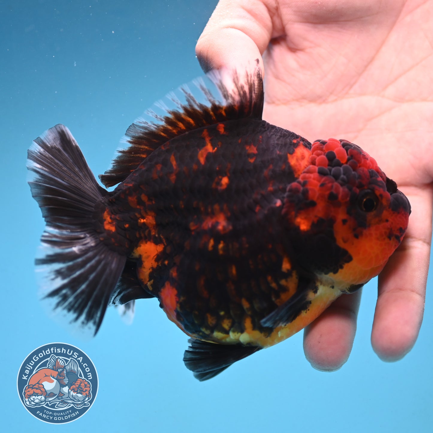 Tiger Oranda 4 inch Body (250912_OR08)