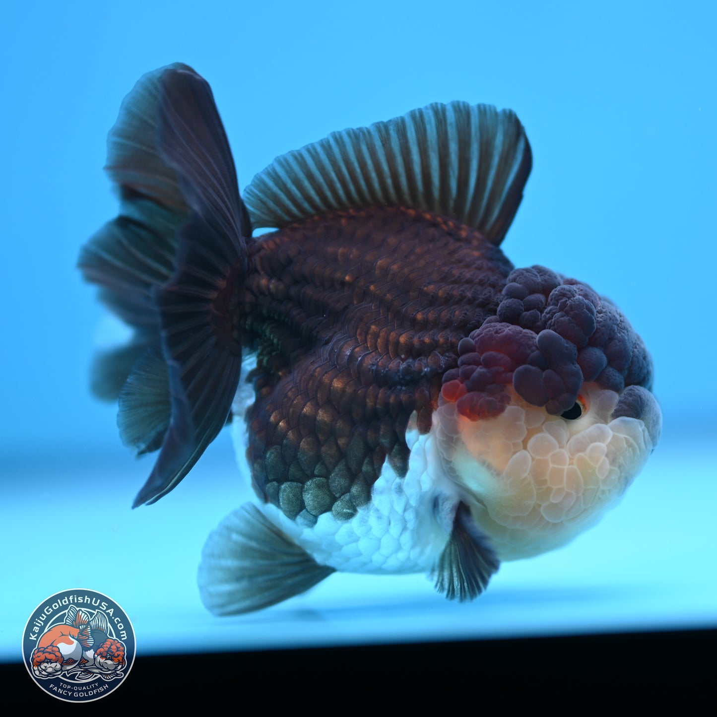 Tricolor Oranda 3 inches Body - Female (241227_OR08) - Kaiju Goldfish USA