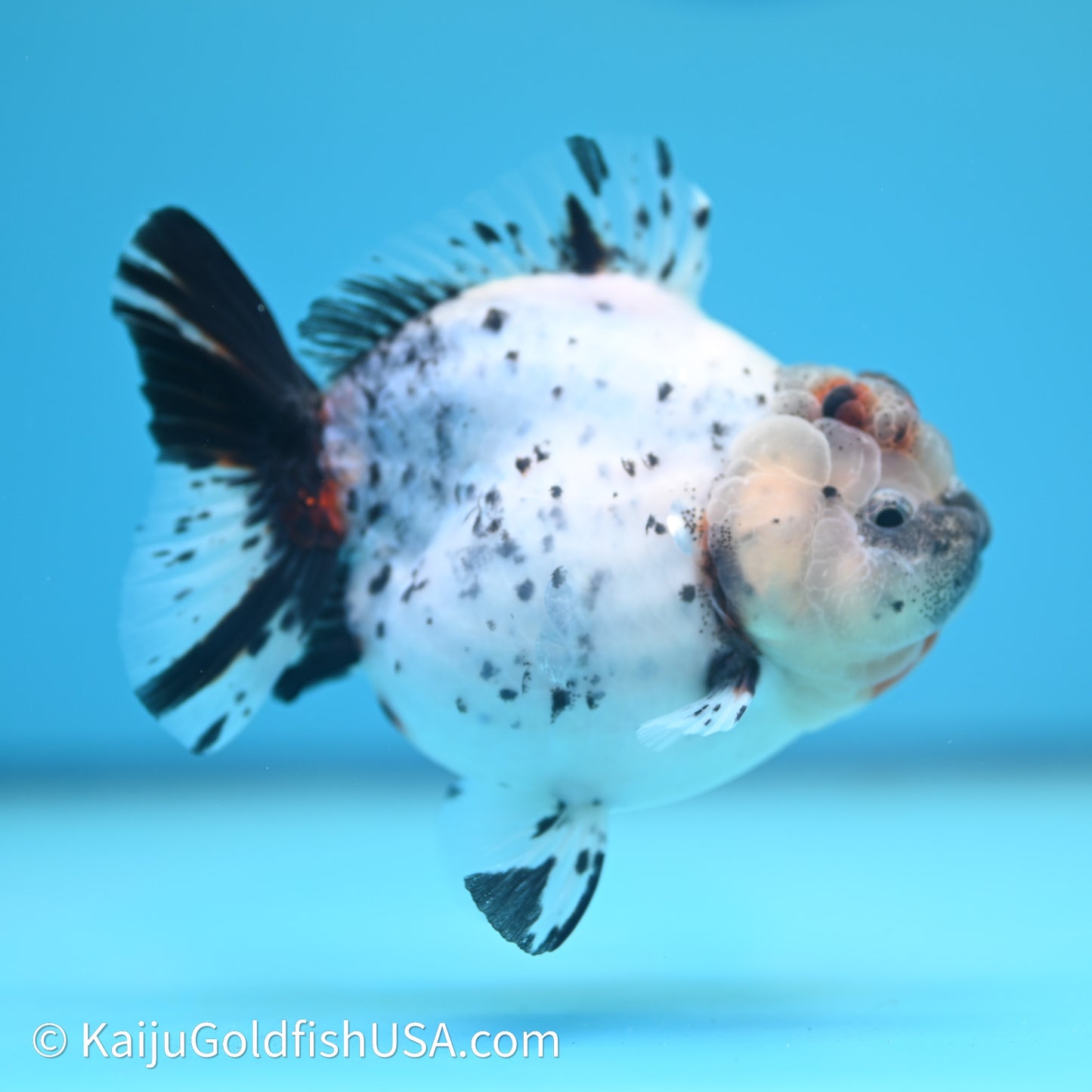 Shogun Godzilla Calico Oranda 3.5in Body (240614_OR08) - Kaiju Goldfish USA