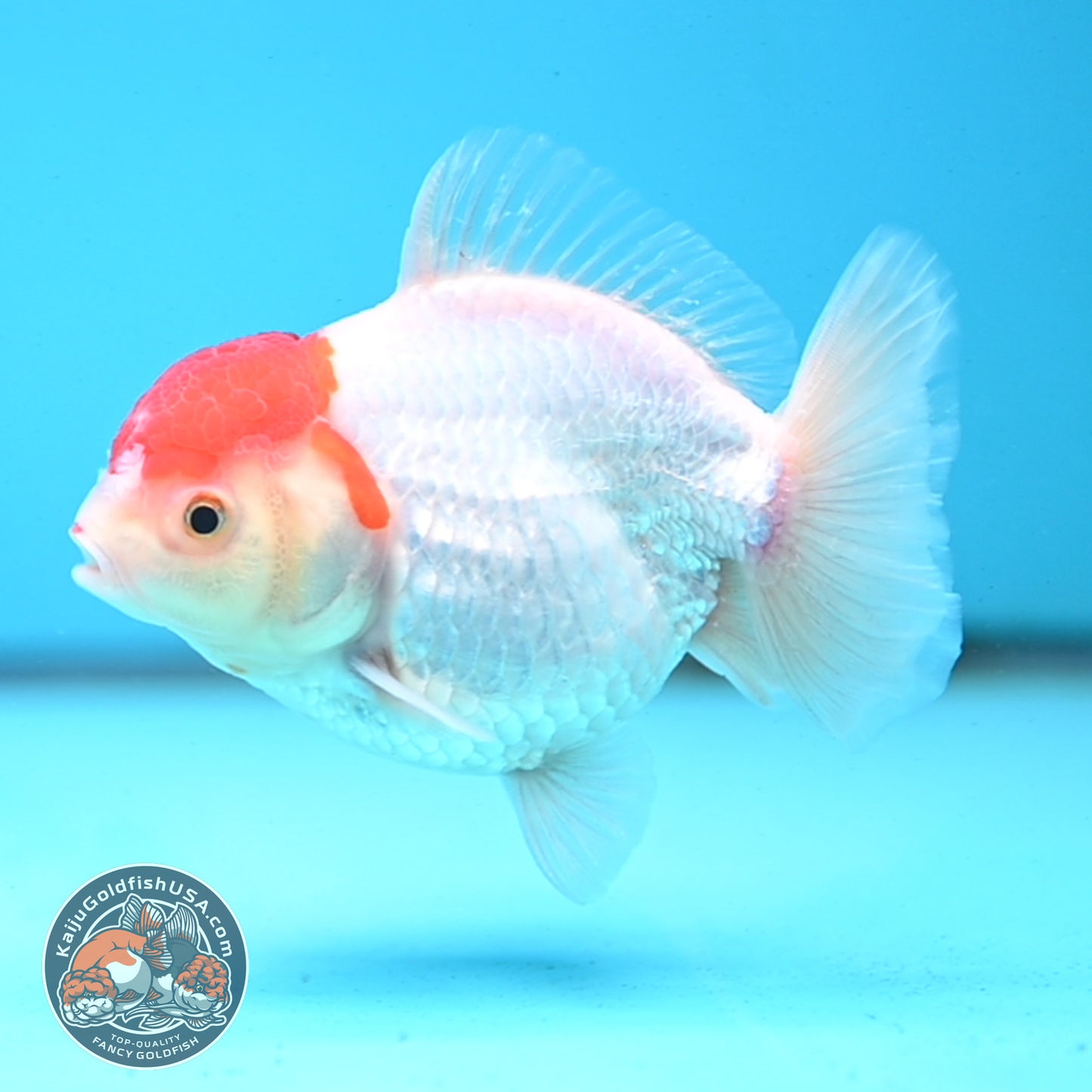 Shogun Tancho Oranda 4 inches Body - Female (250418_OR08)