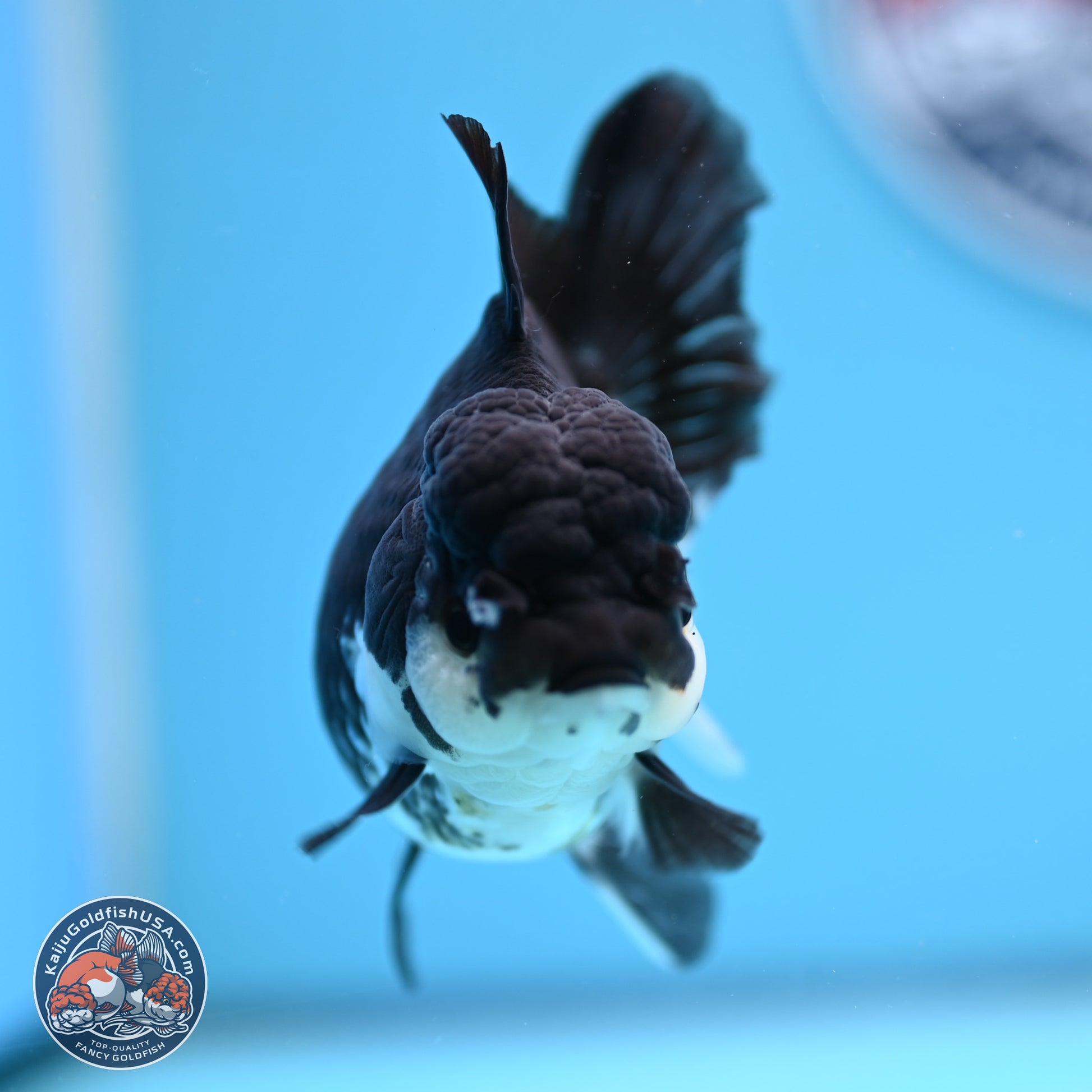 Panda Rose Tail Oranda 3.5in body (240809_OR08) - Kaiju Goldfish USA