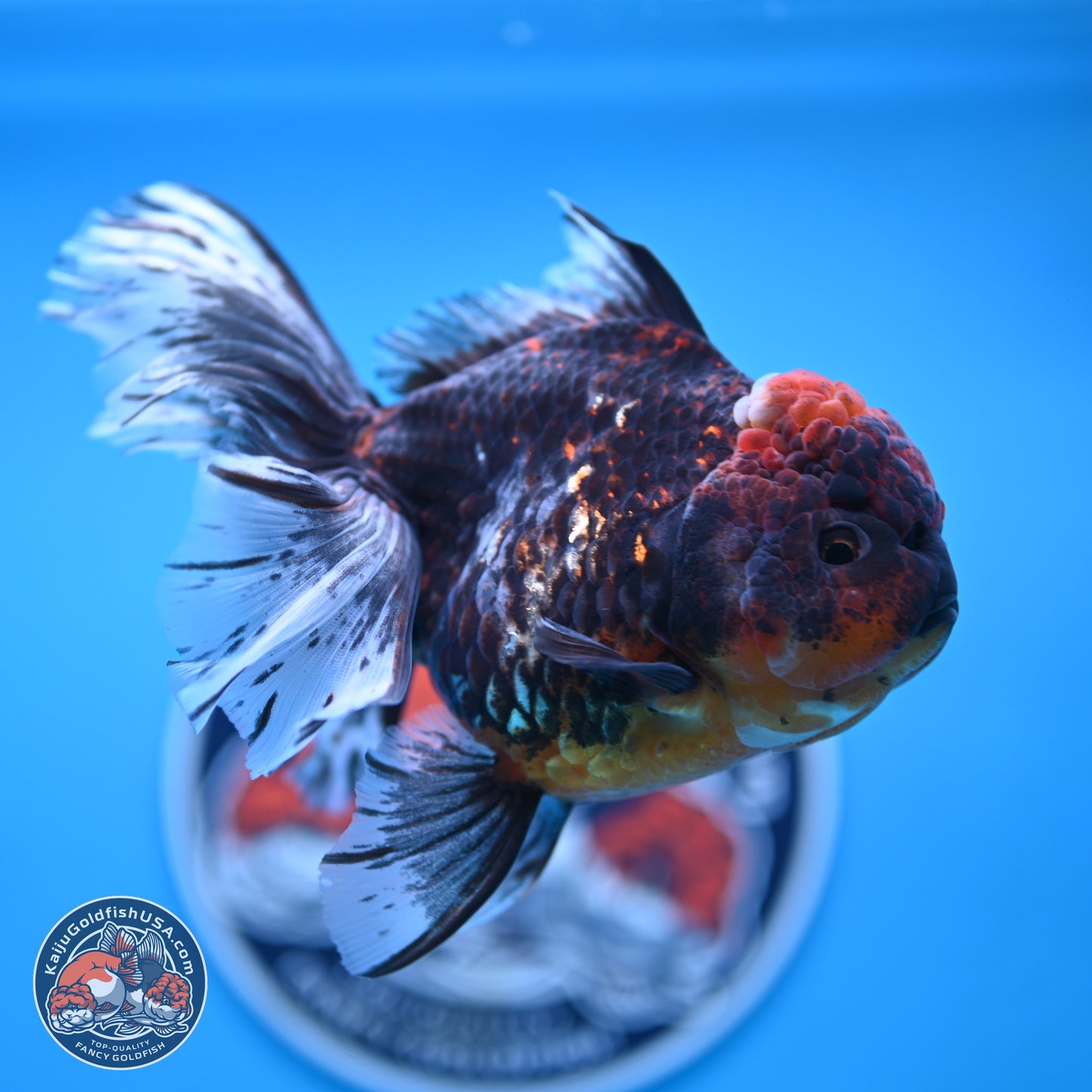 Red Kirin Rose Tail Oranda 4 inches Body - Female (250117_OR08) - Kaiju Goldfish USA