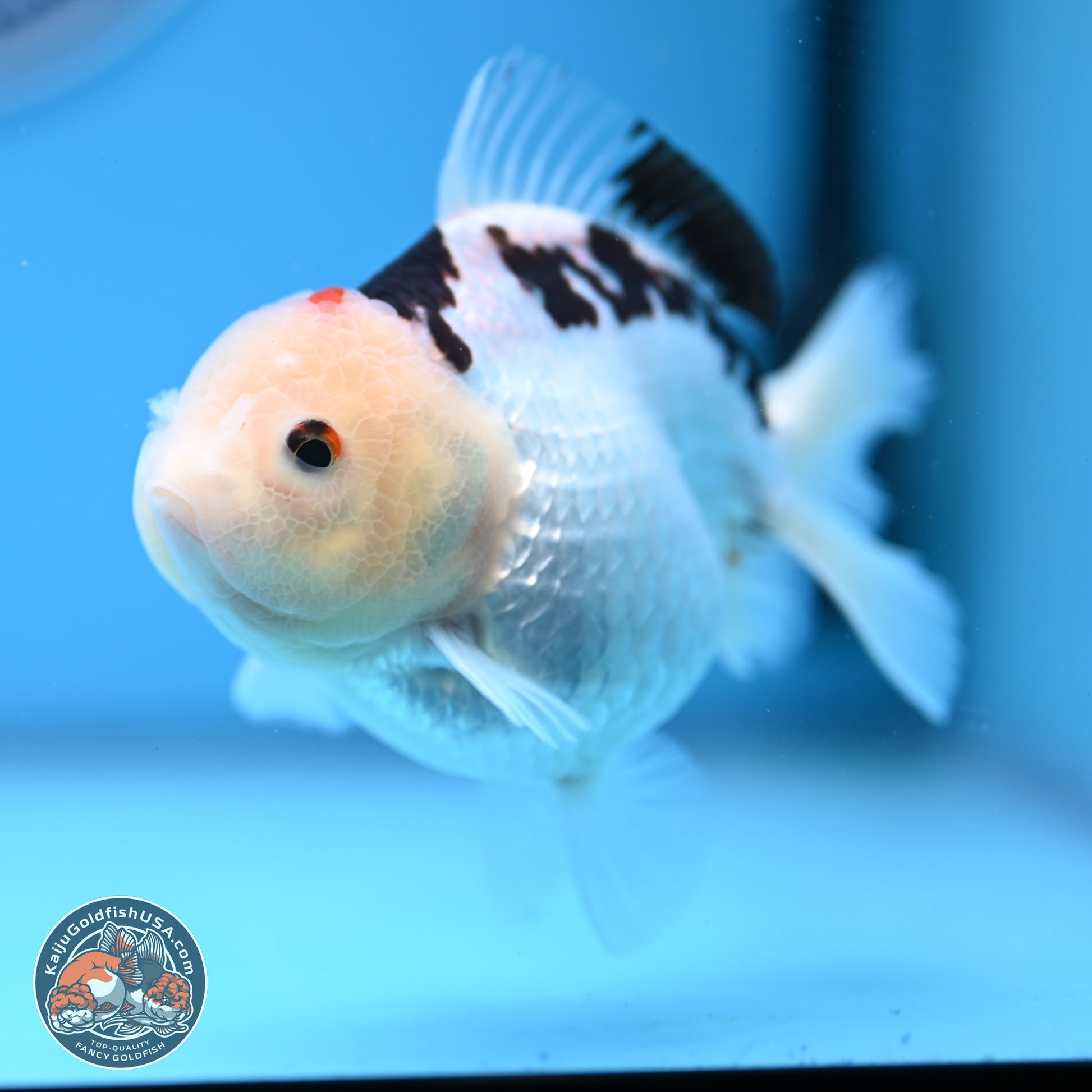 Panda Oranda 3.5-4.5 inches (240913_OR08) - Kaiju Goldfish USA