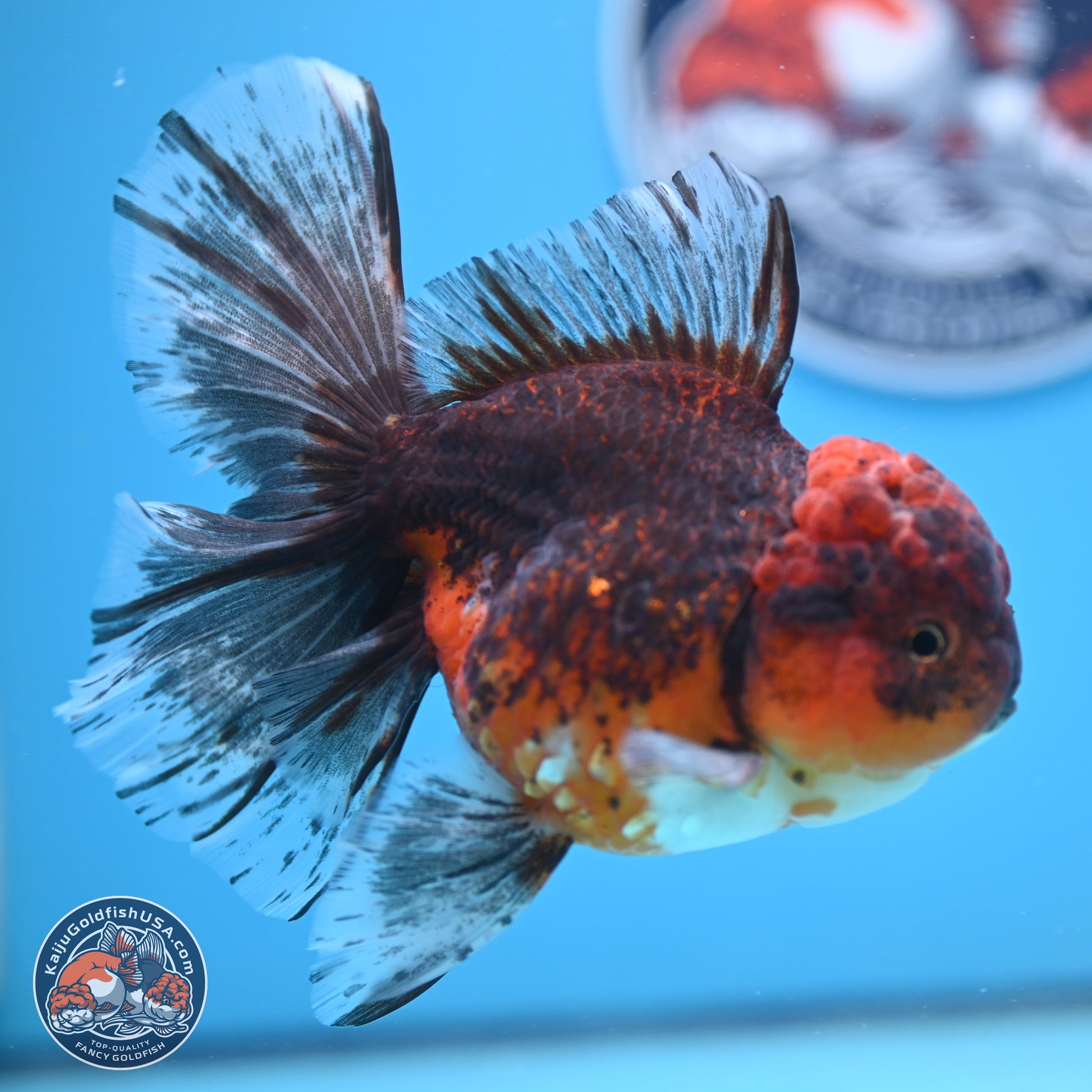 Red Kirin Rose Tail Oranda 6.5 inches - Female (241206_OR08) - Kaiju Goldfish USA