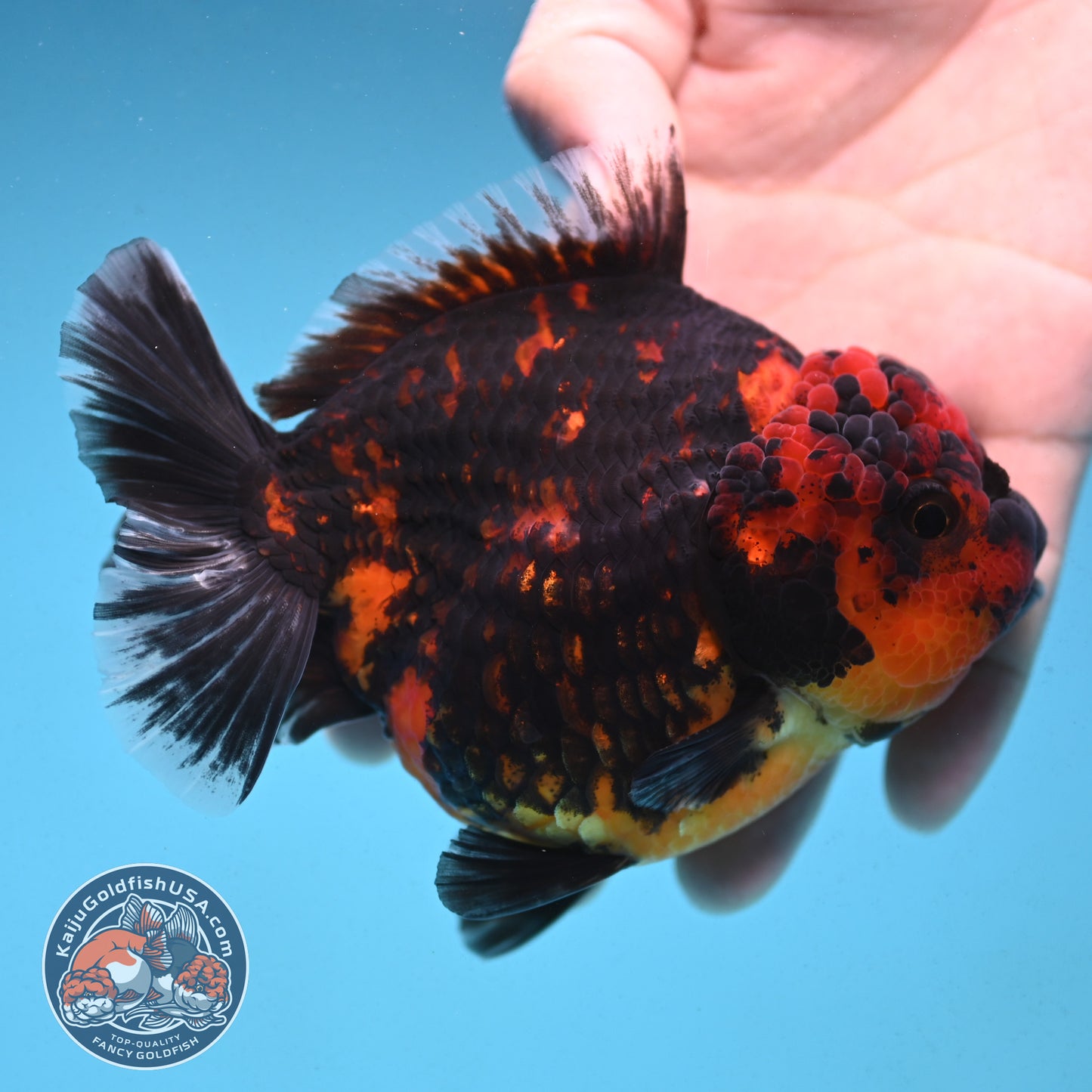 Tiger Oranda 4 inch Body (250912_OR08)