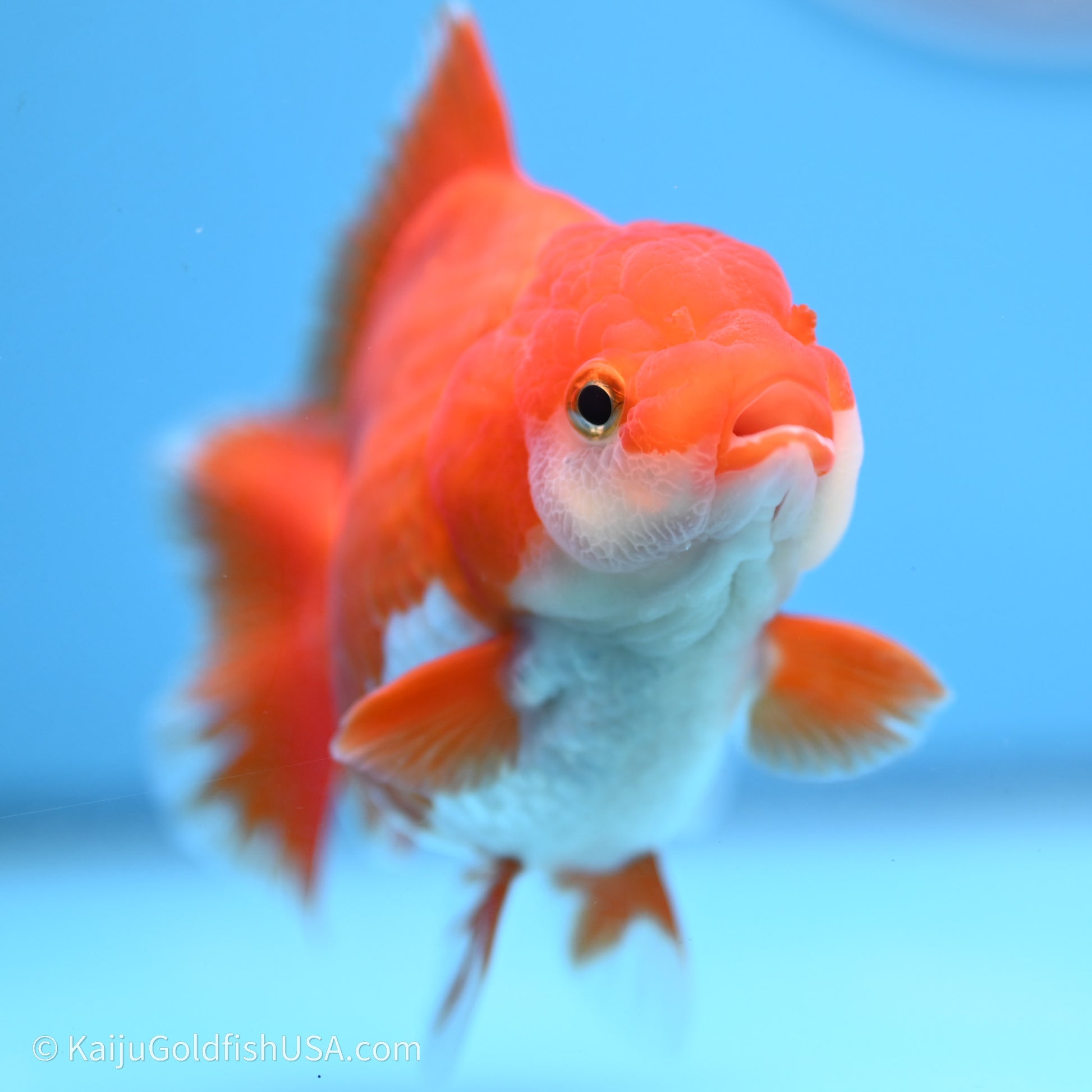 Shogun Godzilla Red White Oranda 3.5in Body (240719_OR08) - Kaiju Goldfish USA