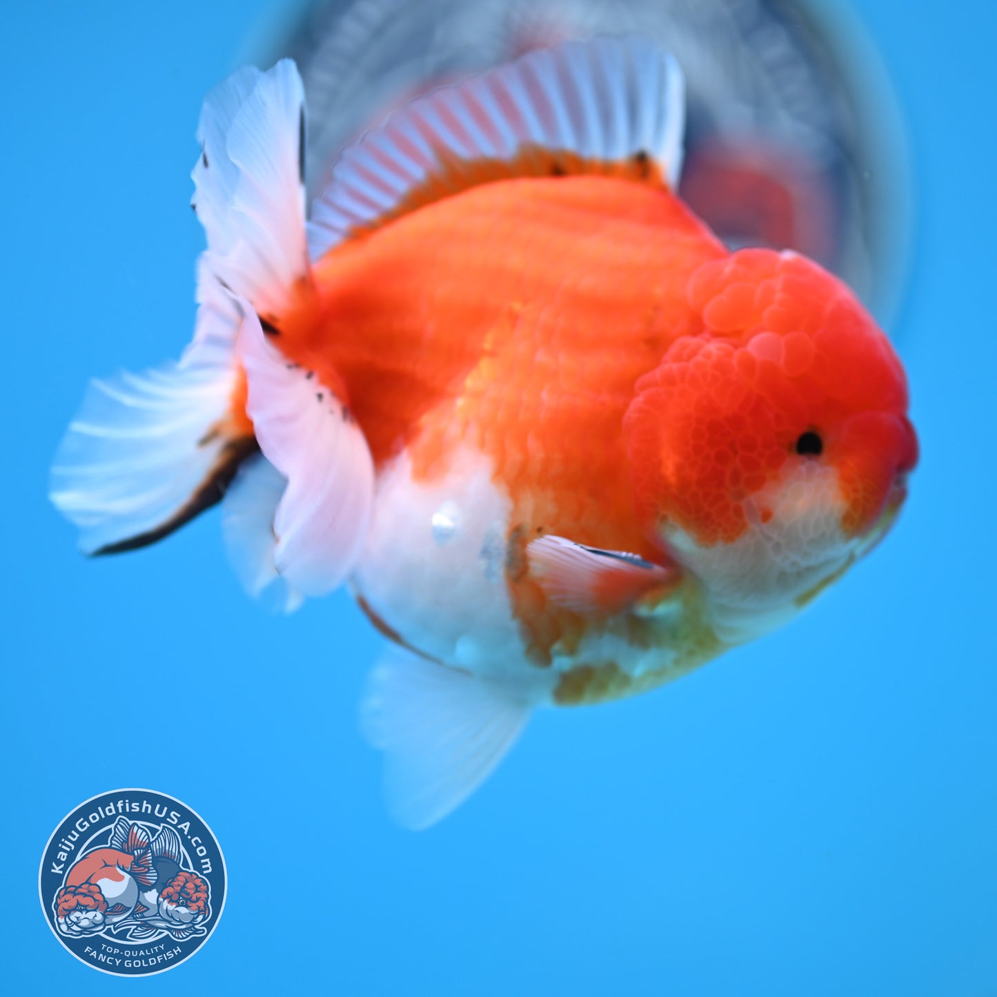 Tricolor Sakura YuanBao Oranda 3.7 inches Body (250516_OR08)