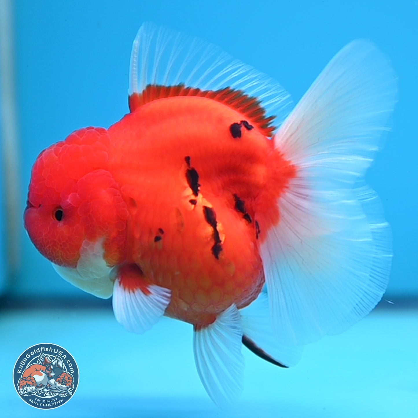 Tiger Rose Tail Oranda 3.5 inches Body - Female (250221_OR08)