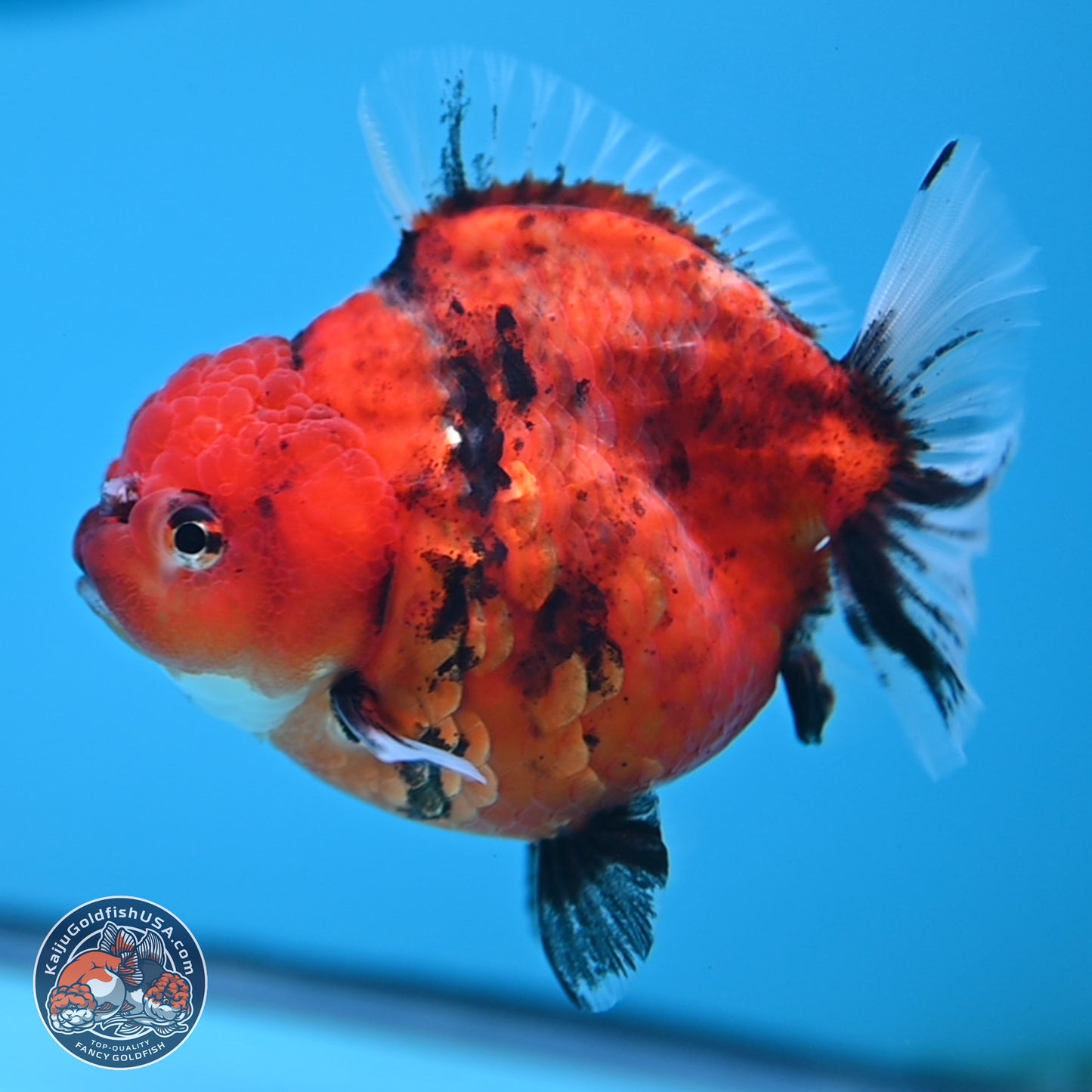 Shogun Tiger Oranda 3.75 inches Body - Female (250207_OR08)