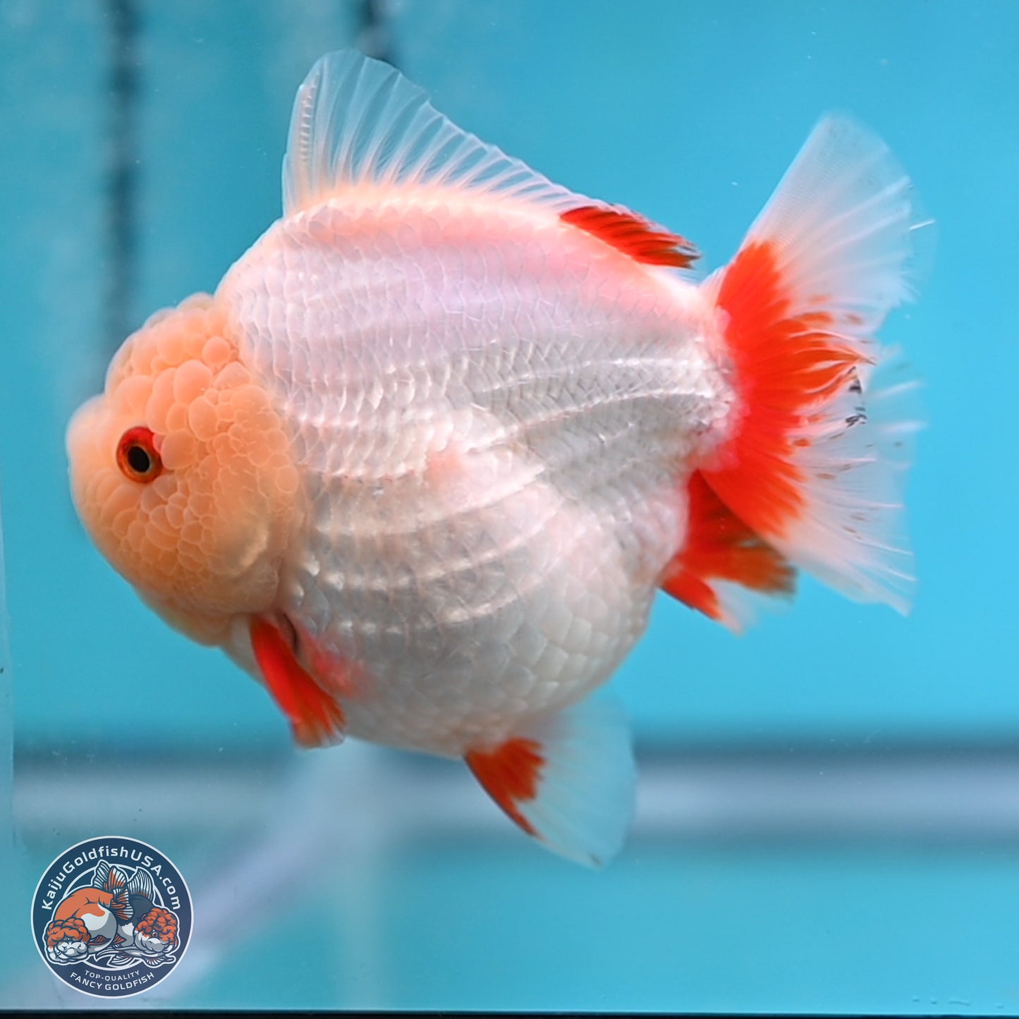 Jade Head Red White YuanBao Oranda 4 inches Body - Female (250131_OR08)