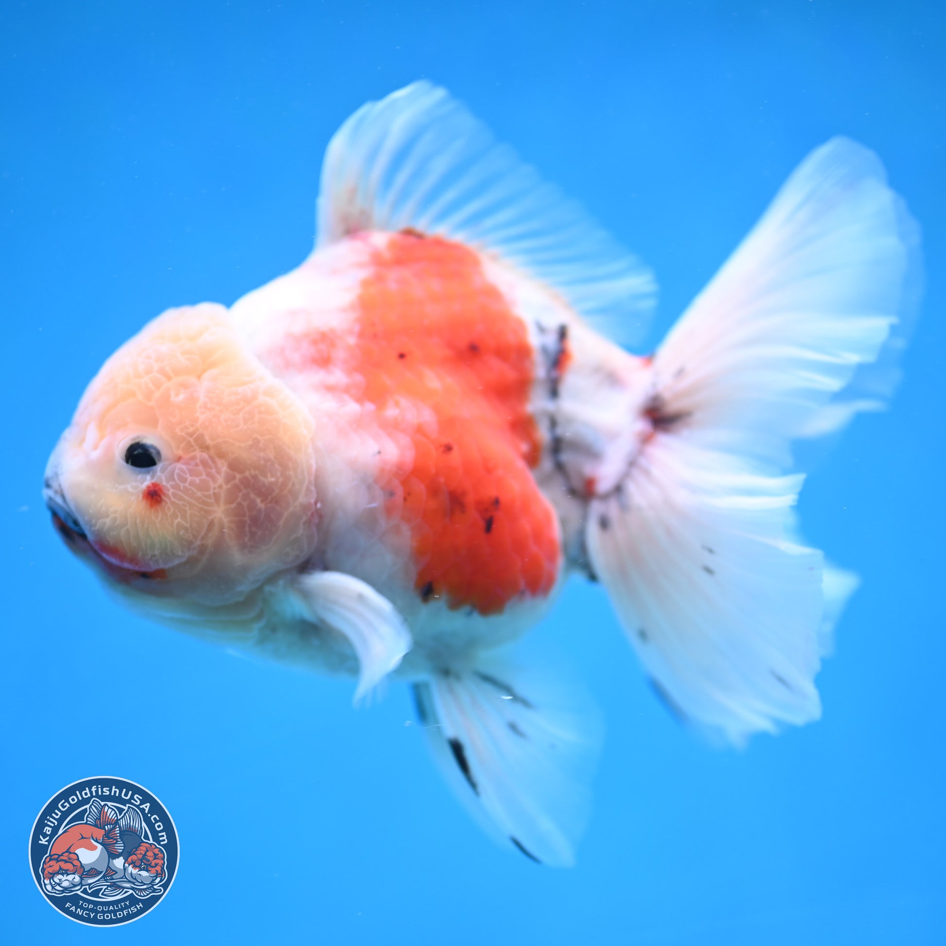 Calico Rose Tail Oranda 5.5 inches - Female (241115_OR08) - Kaiju Goldfish USA