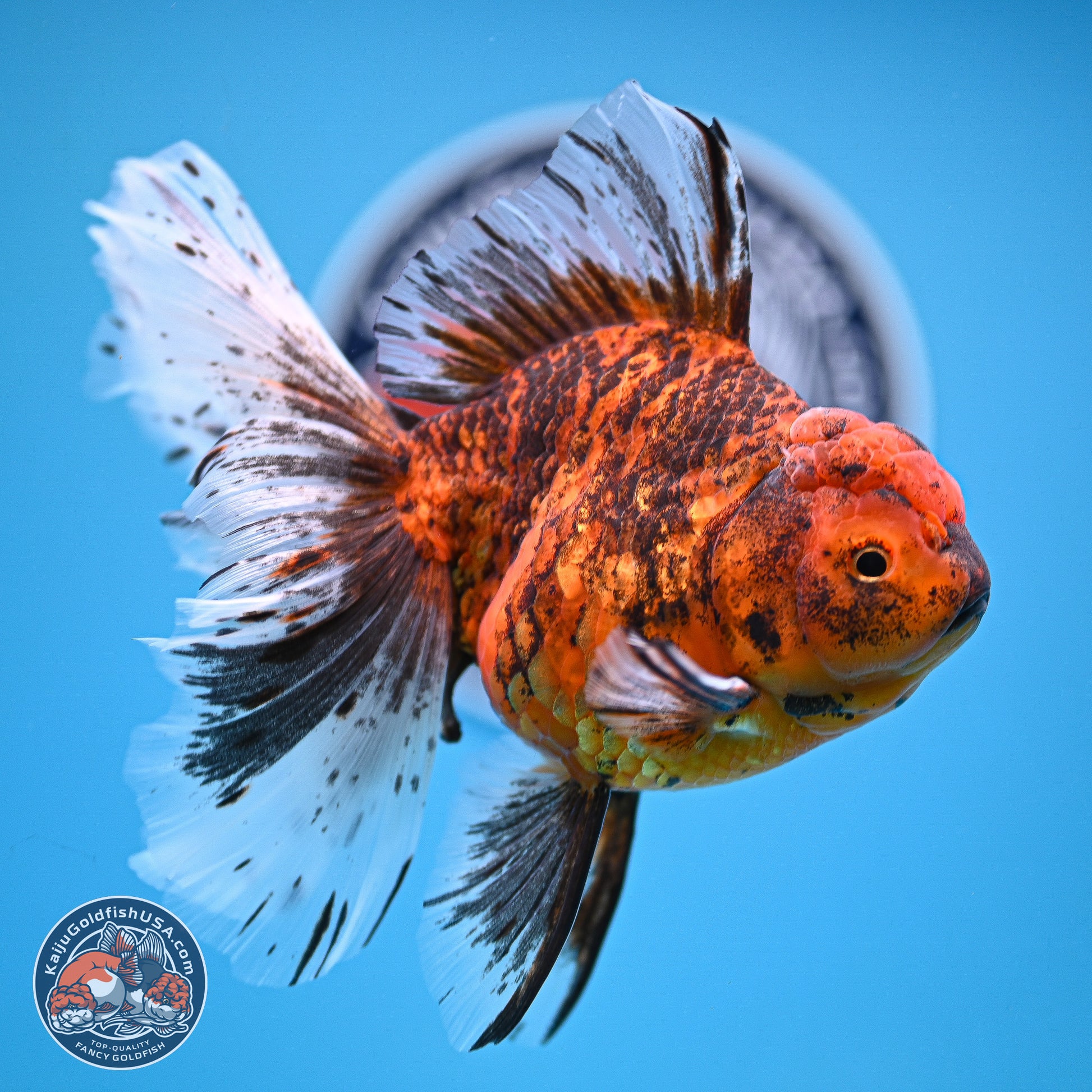 Tiger Butterfly Tail Oranda 7 inches - Female (241129_OR08) - Kaiju Goldfish USA