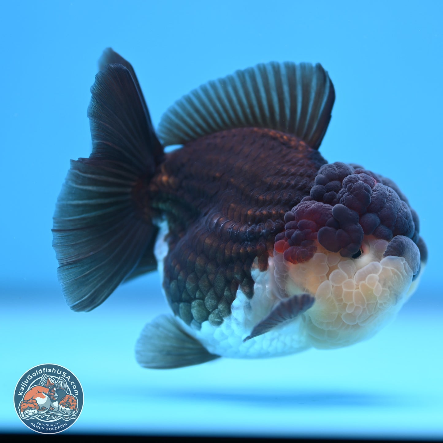 Tricolor Oranda 3 inches Body - Female (241227_OR08) - Kaiju Goldfish USA