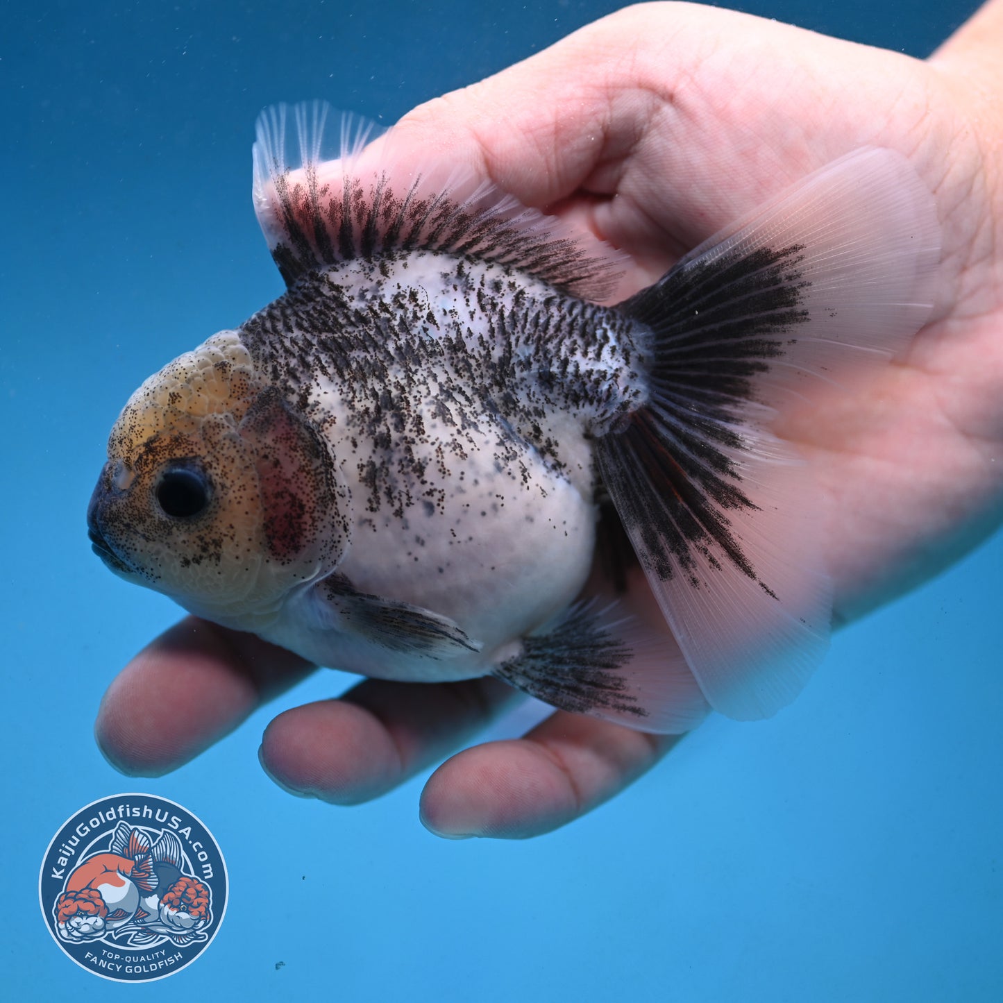 Granite Rosetail Oranda 3.5 inch Body (250926_OR08)