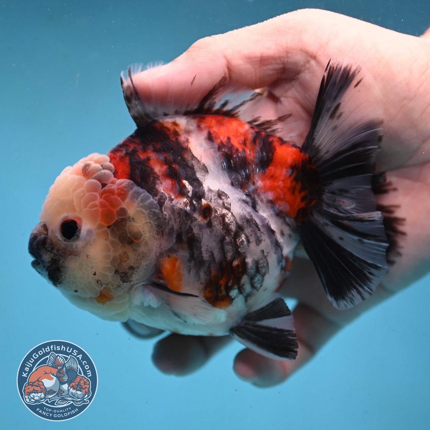 Tricolor Tiger Oranda 4 inch Body (251003_OR08)