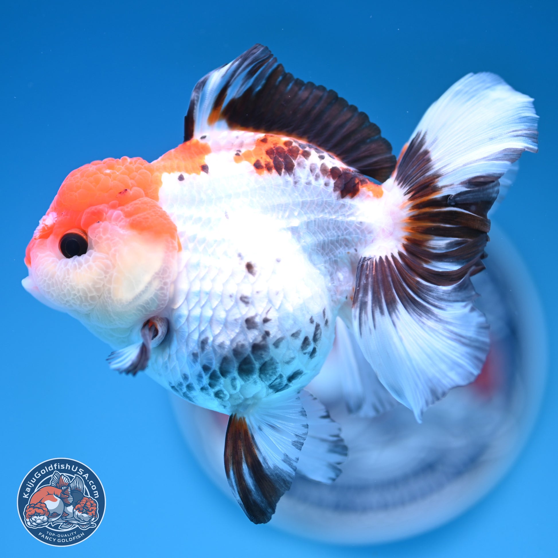 Tricolor Rose Tail Oranda 5.5 inches (241101_OR08) - Kaiju Goldfish USA