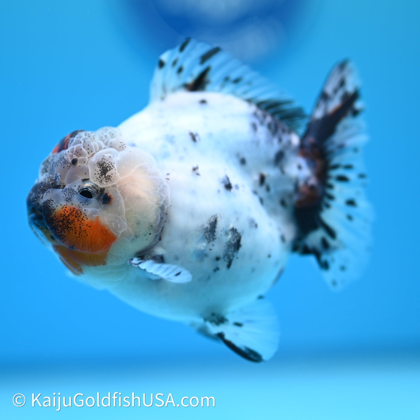 Shogun Godzilla Calico Oranda 3.5in Body (240614_OR08) - Kaiju Goldfish USA