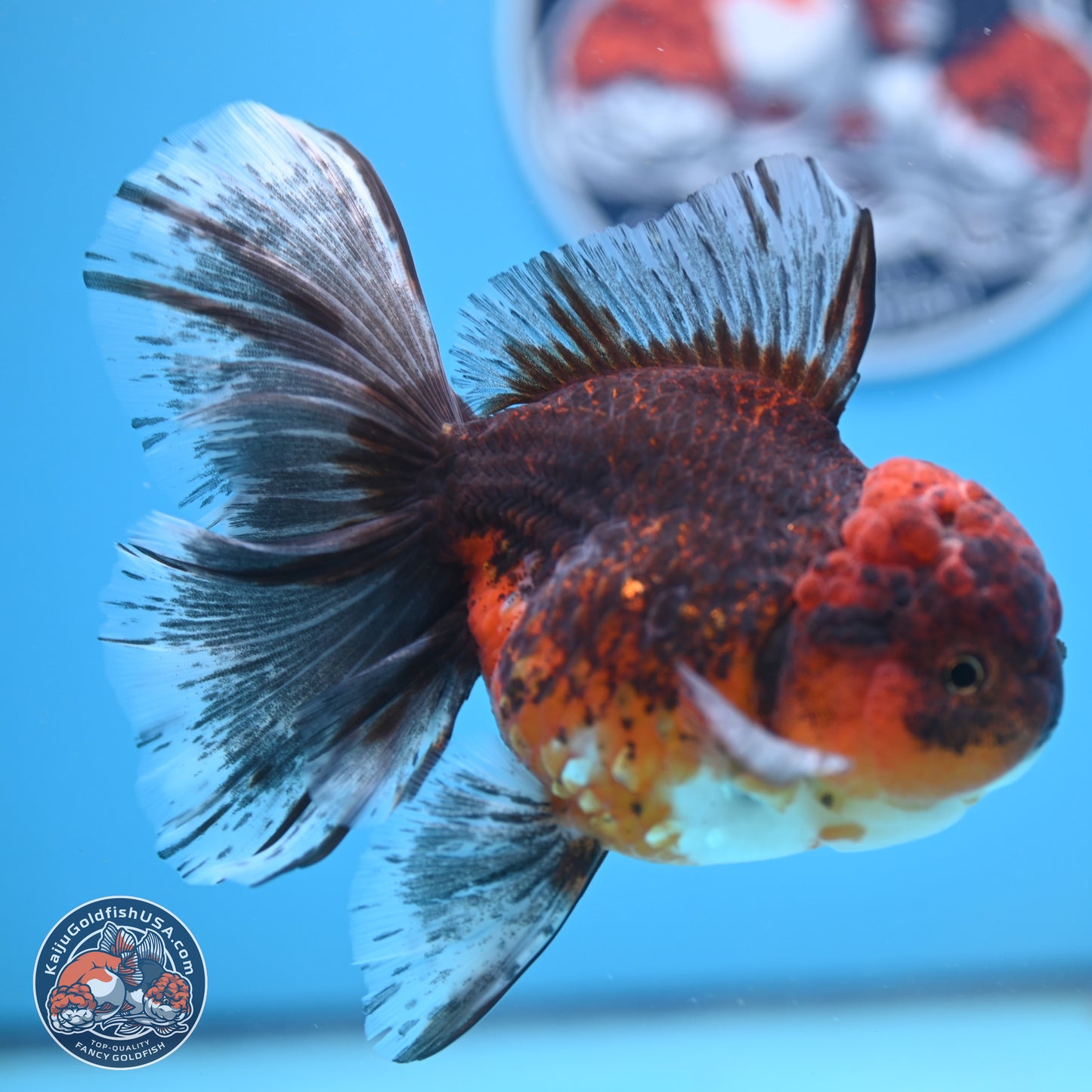 Red Kirin Rose Tail Oranda 6.5 inches - Female (241206_OR08) - Kaiju Goldfish USA