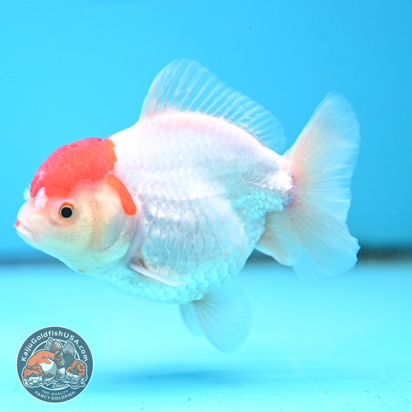 Shogun Tancho Oranda 4 inches Body - Female (250418_OR08)