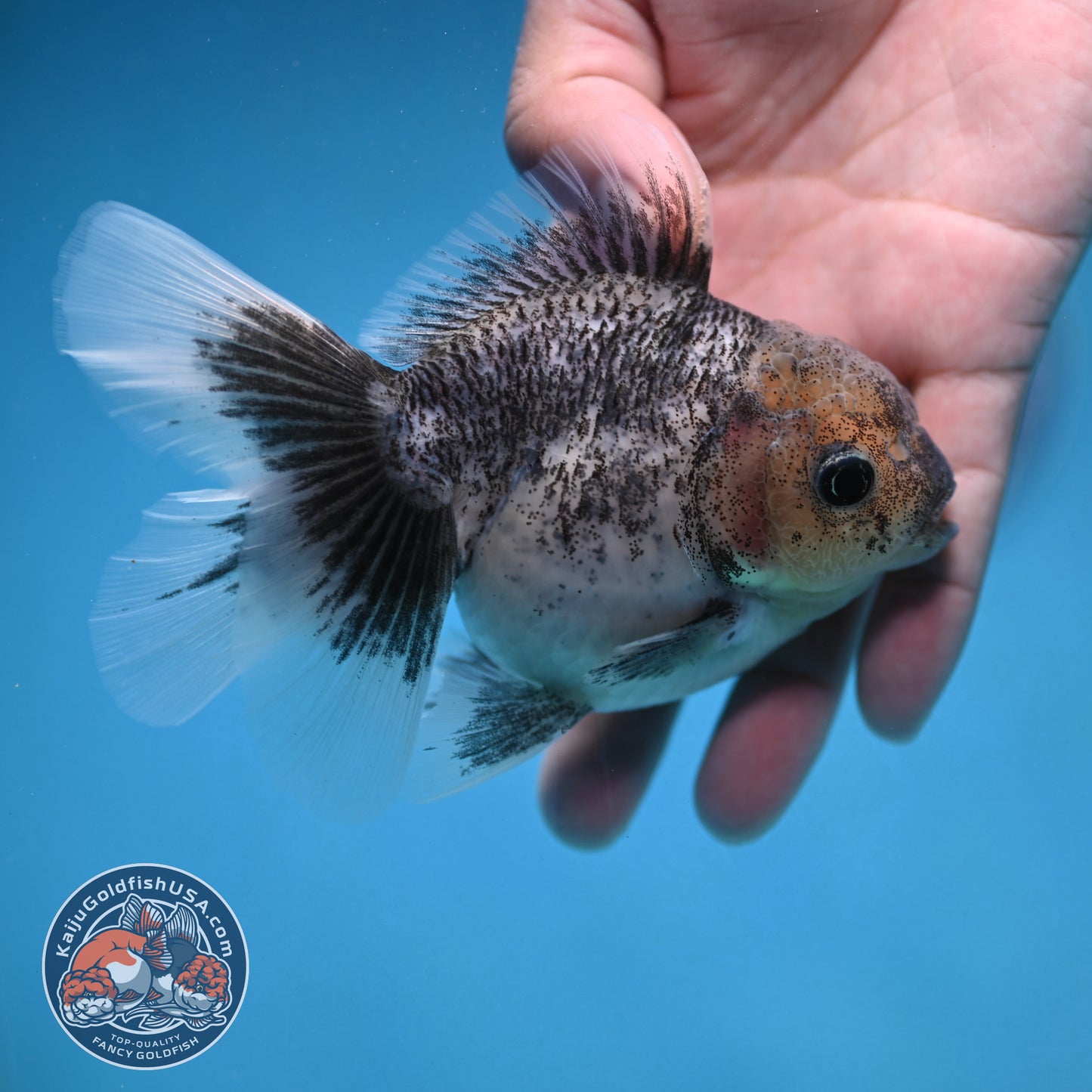 Granite Rosetail Oranda 3.5 inch Body (250926_OR08)