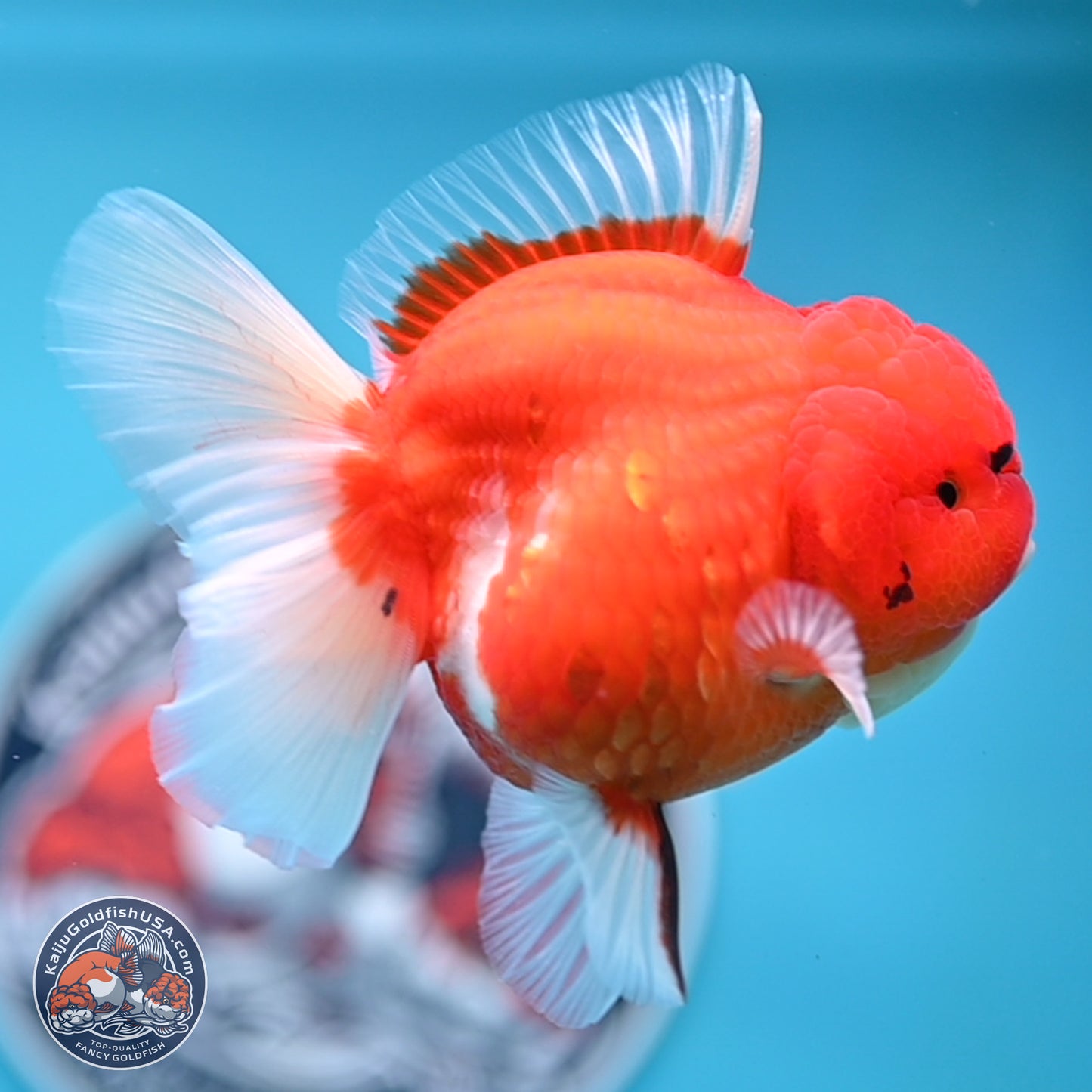 Tiger Rose Tail Oranda 3.5 inches Body - Female (250221_OR08)