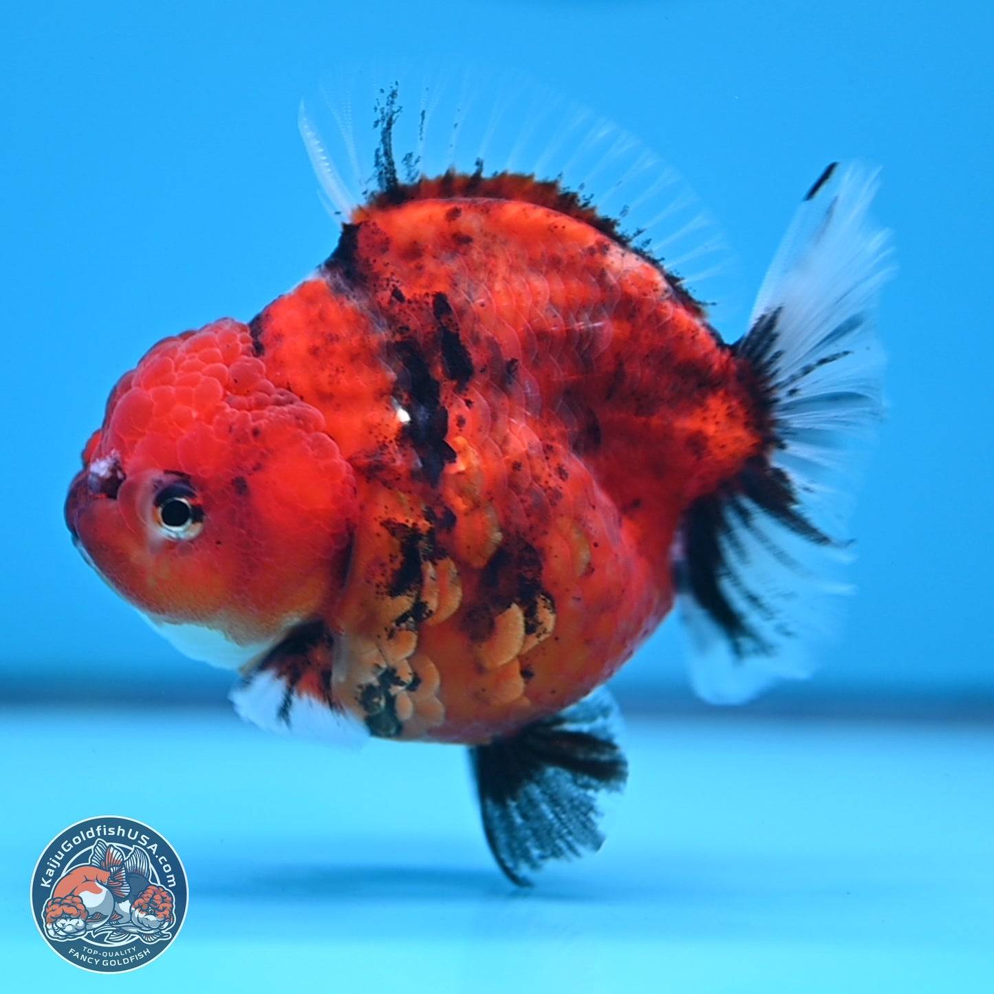 Shogun Tiger Oranda 3.75 inches Body - Female (250207_OR08)