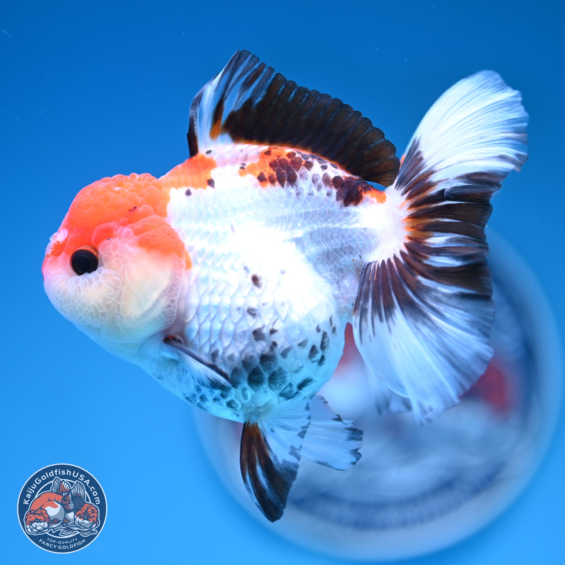 Tricolor Rose Tail Oranda 5.5 inches (241101_OR08) - Kaiju Goldfish USA