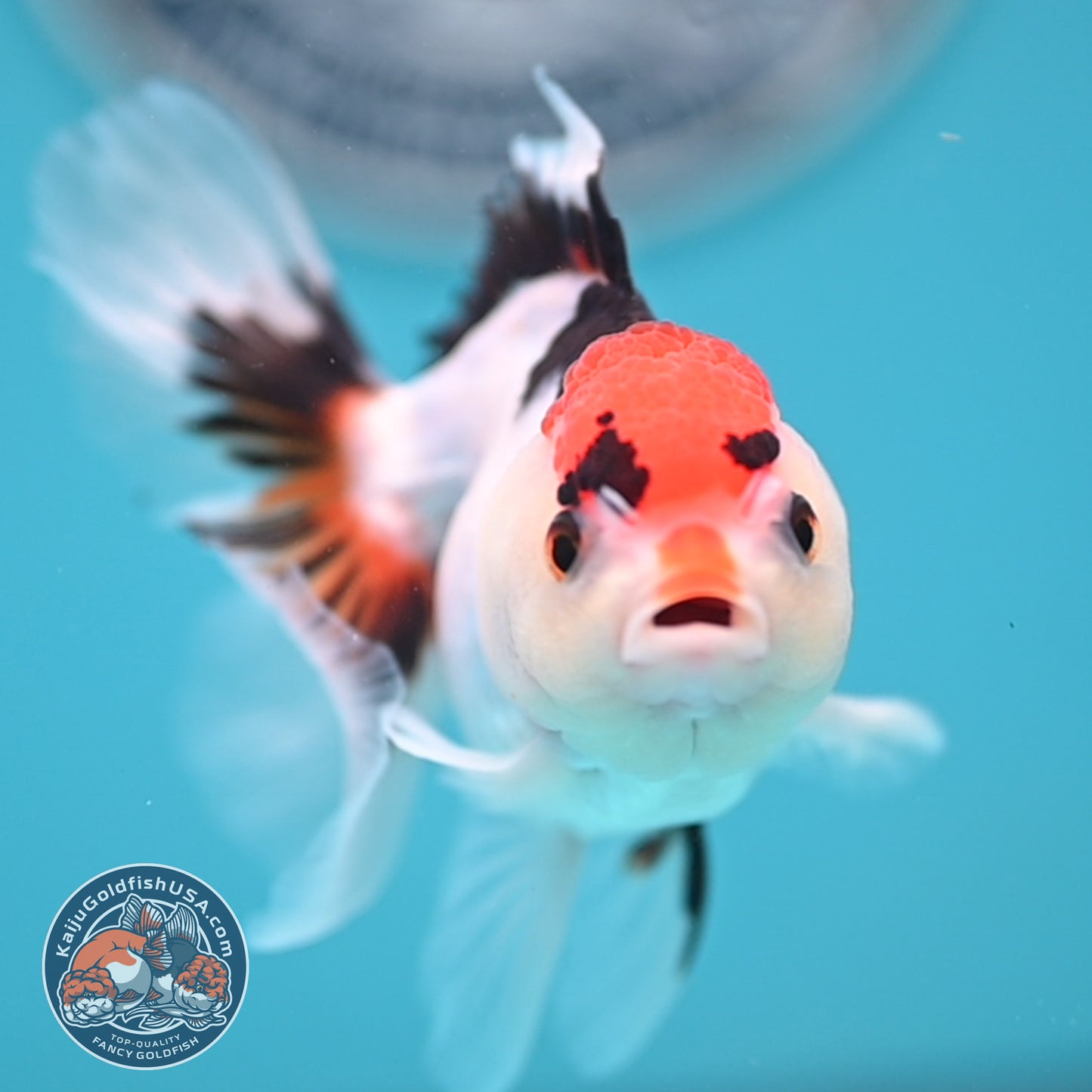 Tricolor Oranda 3 inches Body (250606_OR08)