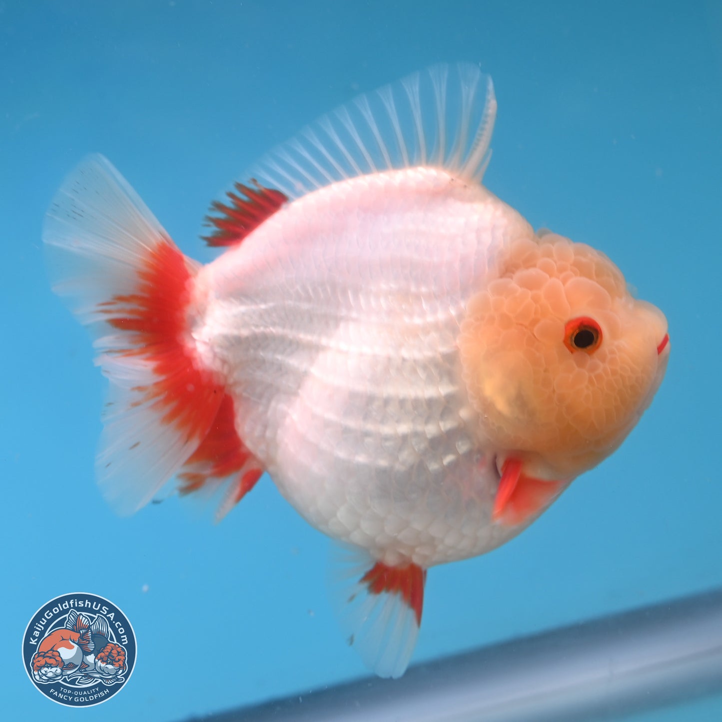 Jade Head Red White YuanBao Oranda 4 inches Body - Female (250131_OR08)